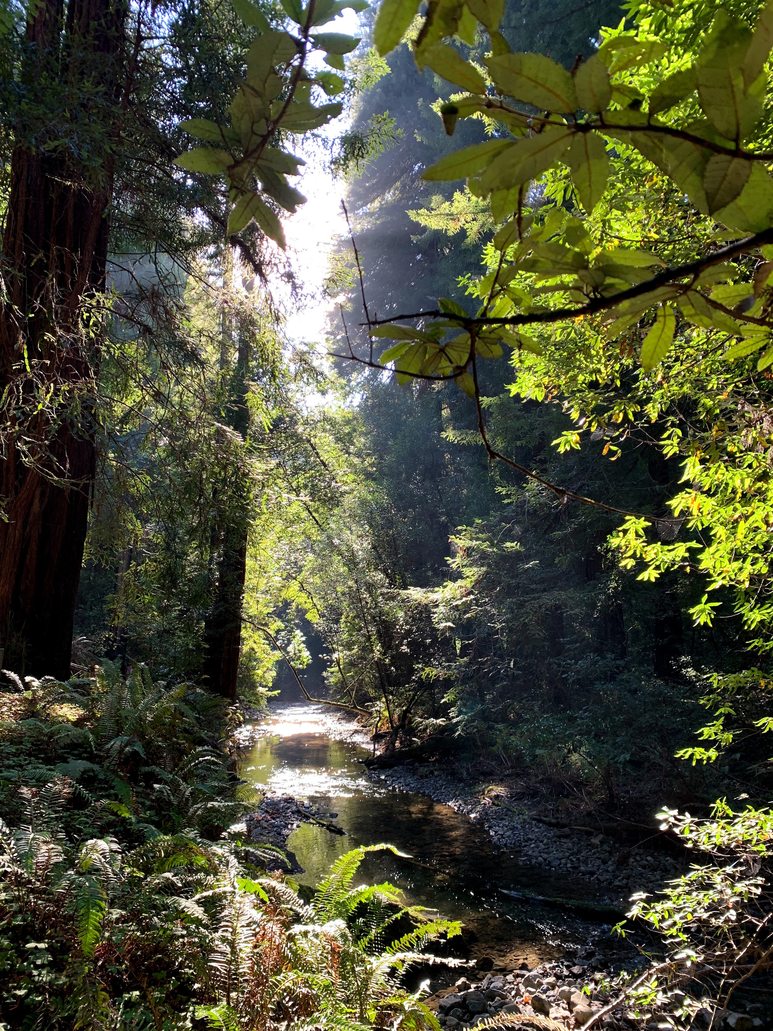 Economic Growth and the Environment