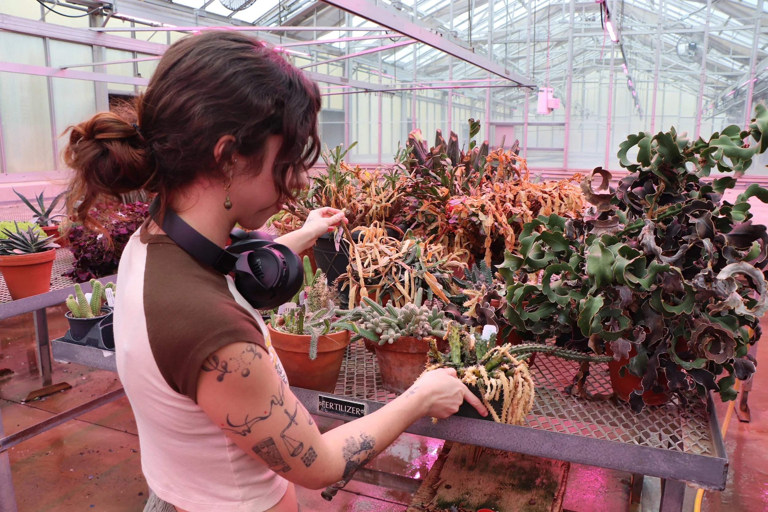 Paloma Adams identifies unhealthy cacti to prune by their yellow color and limp form. Extremely low temperatures caused the pipes of the greenhouse to freeze on MLK Day and many of the plants did not survive, according to manager Dan Bulkowski (not p