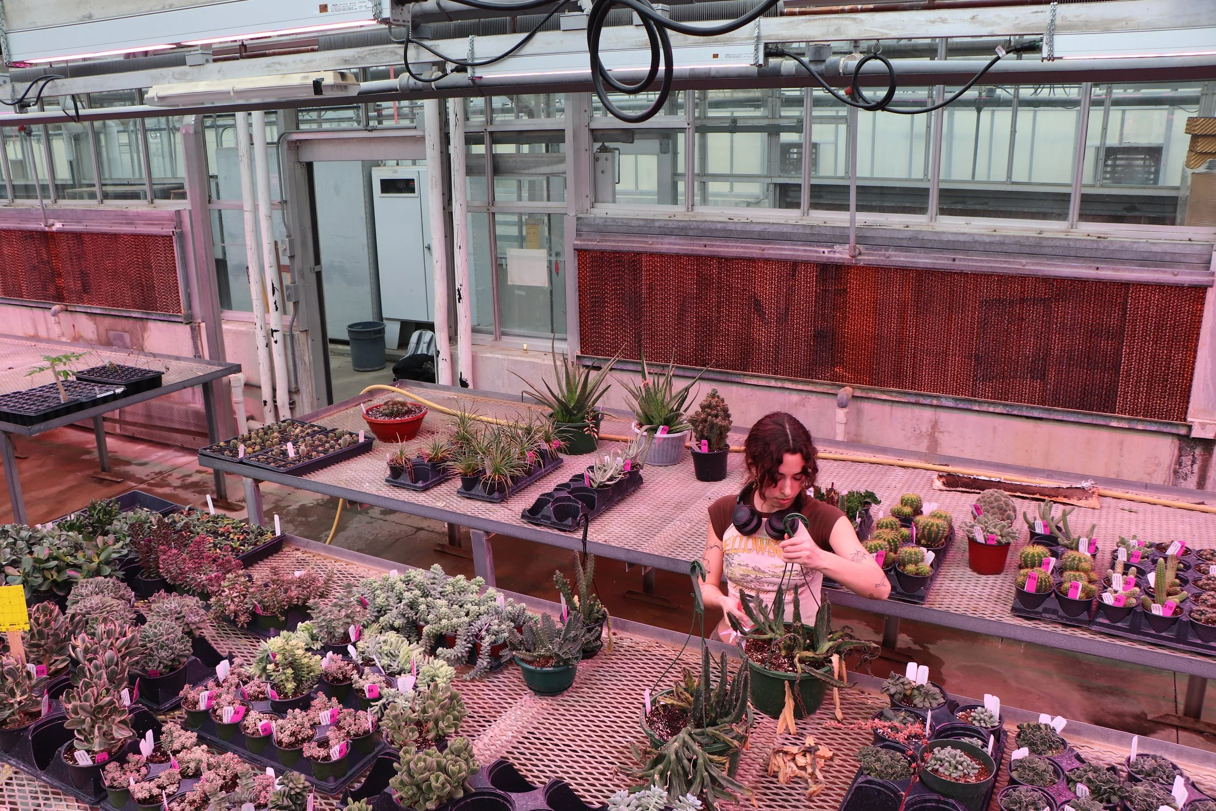 Paloma Adams works her way across a table as she continues to prune dying plant parts. She said that sometimes they have bought plants from other nurseries or received donated plants for the sale.