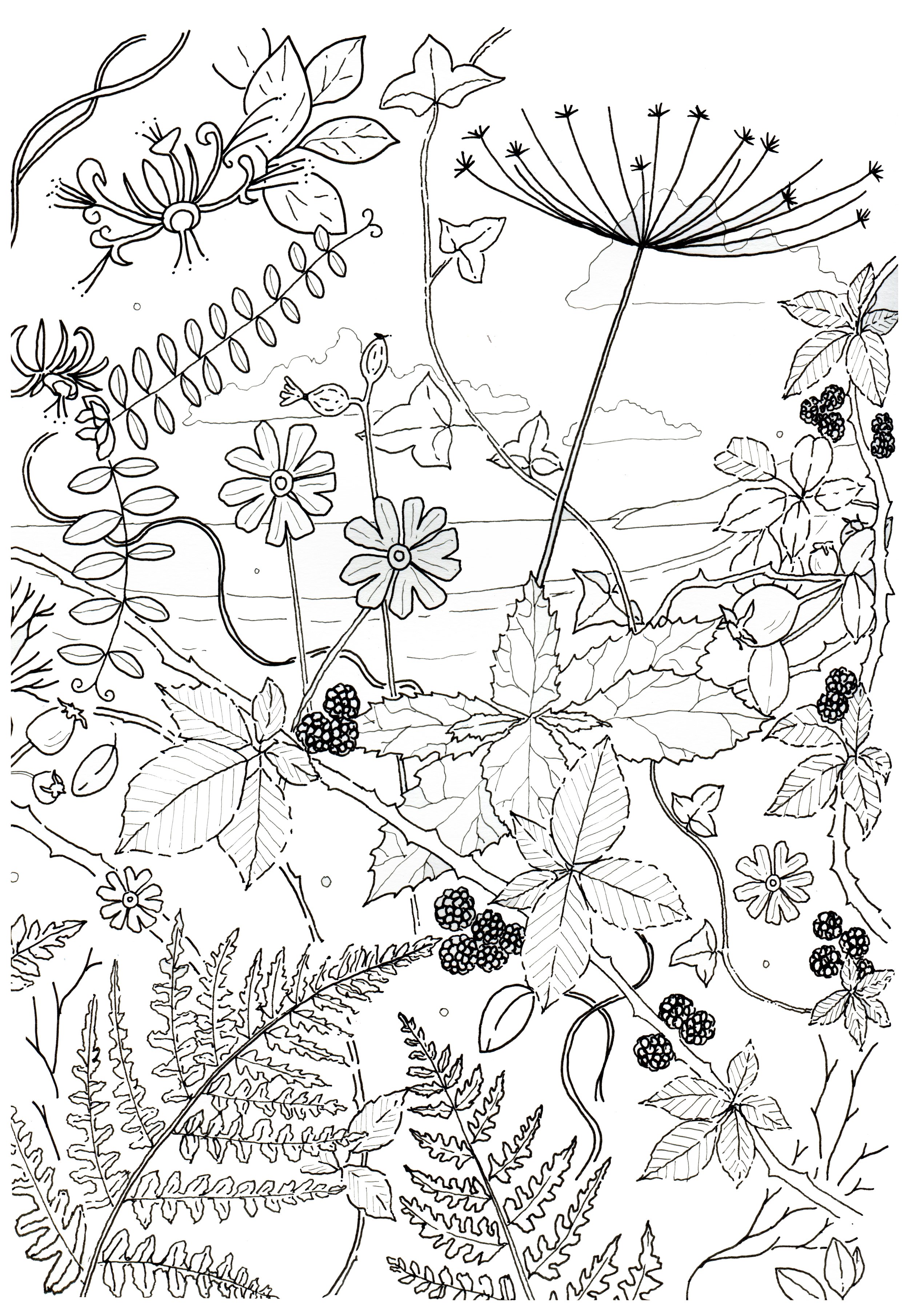 hedgerow doodle clean copy.jpg