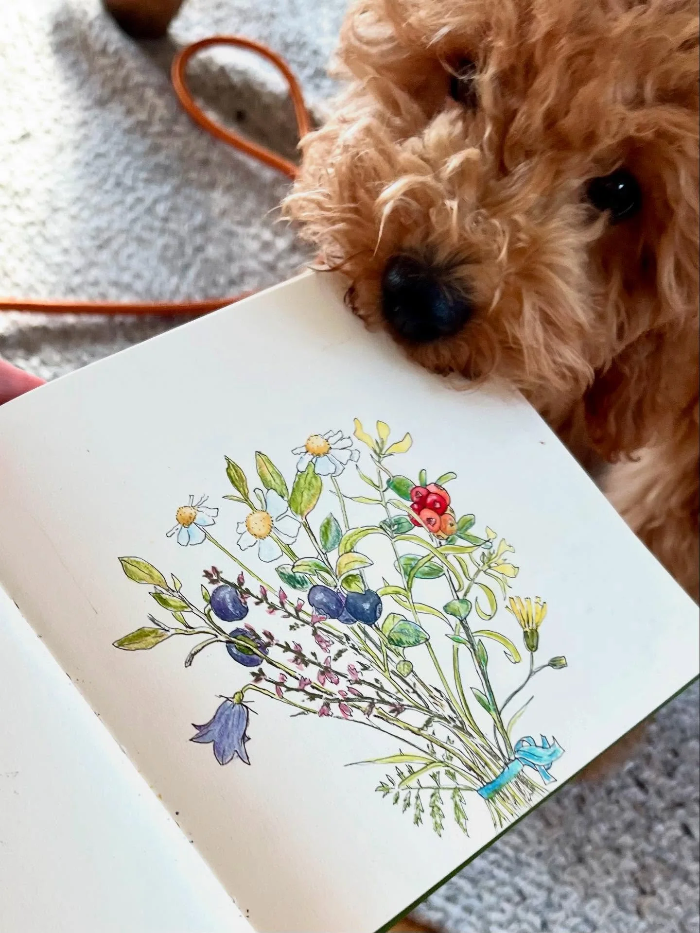 Meet Fika! No idea how I&rsquo;m ever going to doodle with a poodle but he&rsquo;s certainly changing the way I see the world!! He loves shoes, paper (😬) and 80s soft rock. We&rsquo;ve never had a dog before so give me all your best tips.💚