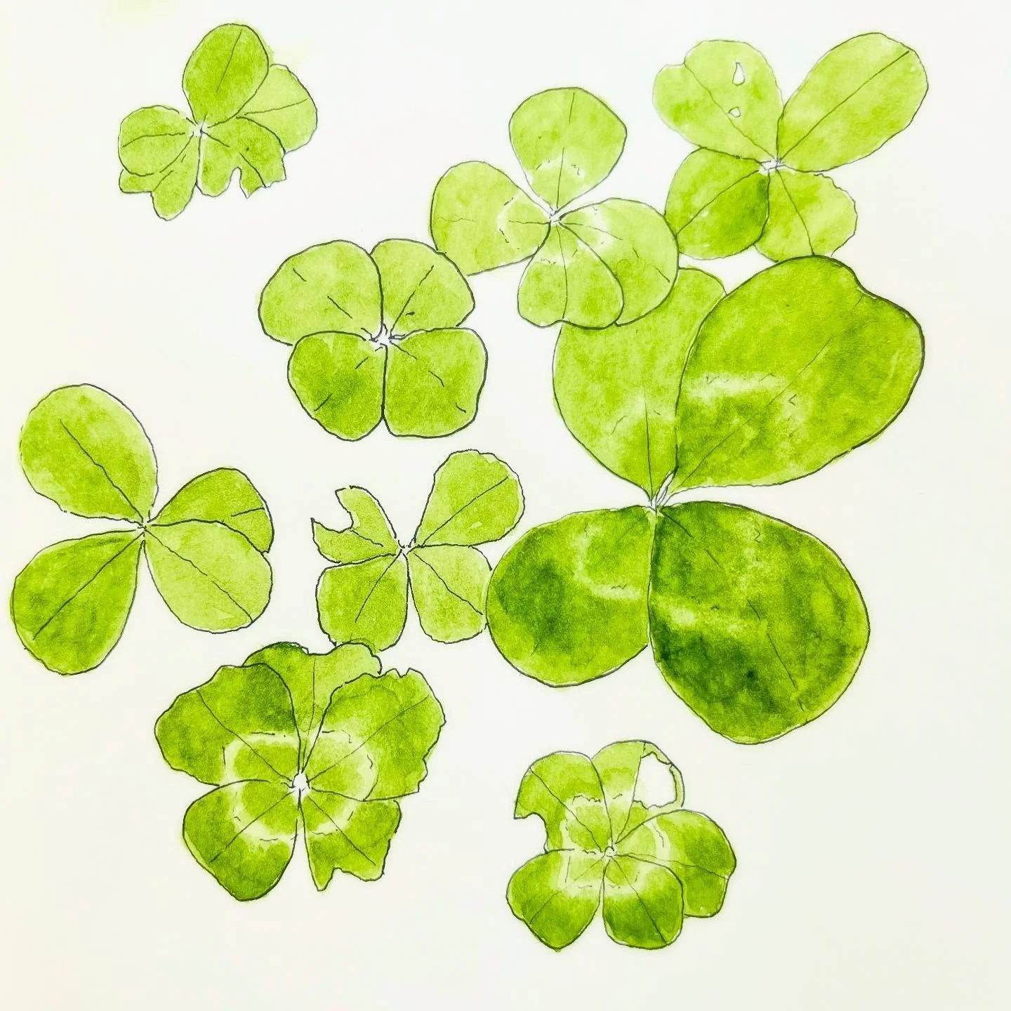After weeks and weeks of searching in vain for a four leaf clover in our garden, I spotted all of these before breakfast. Hoping it&rsquo;s a sign! Have you spotted any this year? 🍀💚👀