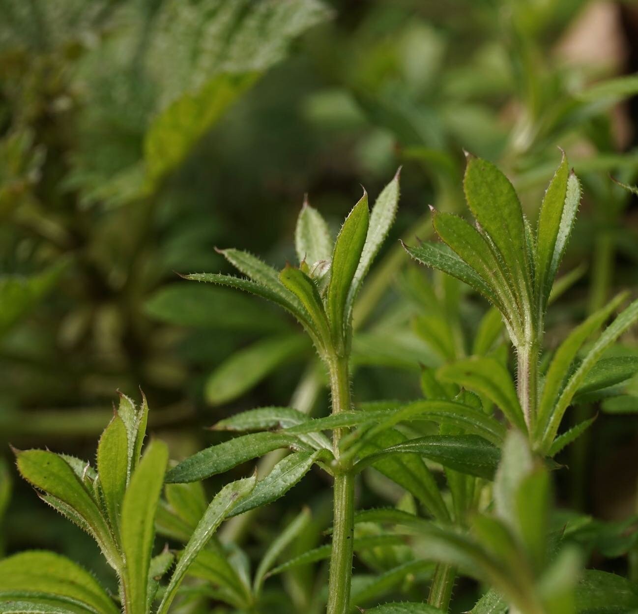 Spring is here! The blossom is appearing and the chickens have suddenly started laying again.

And medicinal herbs are popping out all over the place, literally bursting with Spring vitality.

We are running two intimate days at @harpfordherbs organi