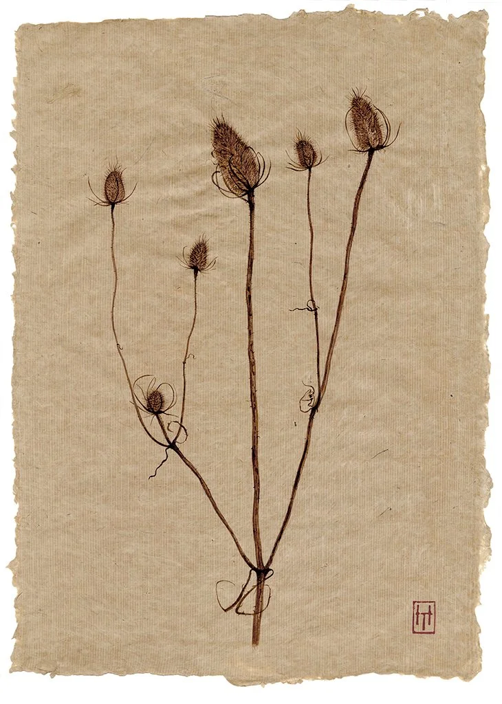 Teasel.jpg