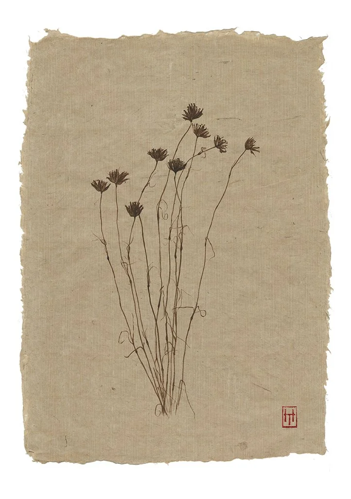 Dianthus carthusianorum