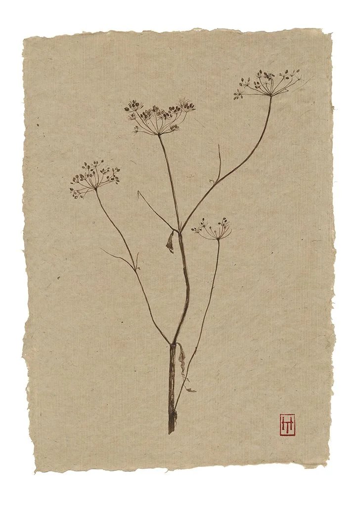 Knepp Hogweed - Heracleum