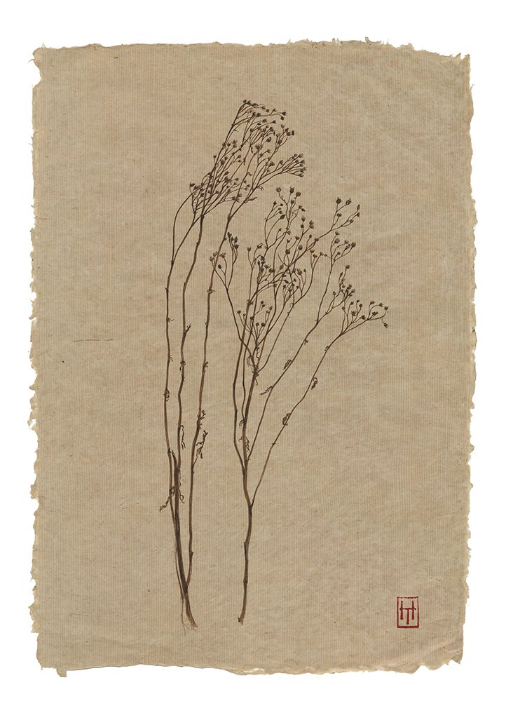 Knepp Ragwort - Jacobea vulgaris