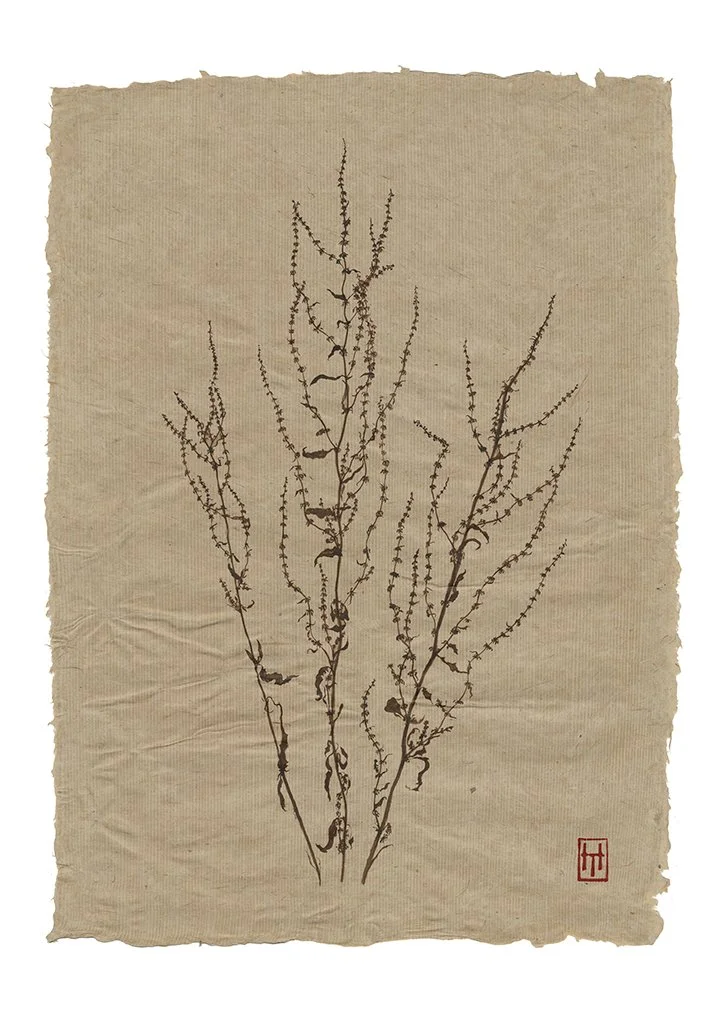 Knepp Common Sorrel A2 print_.jpg