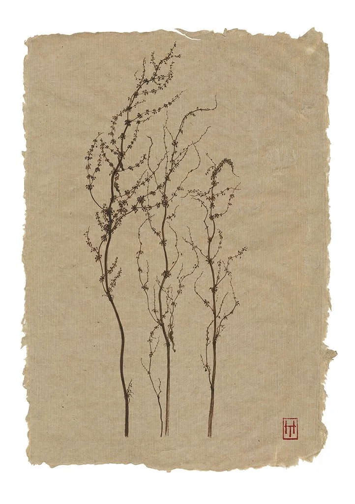 Knepp Docks - Rumex Obtusifolius