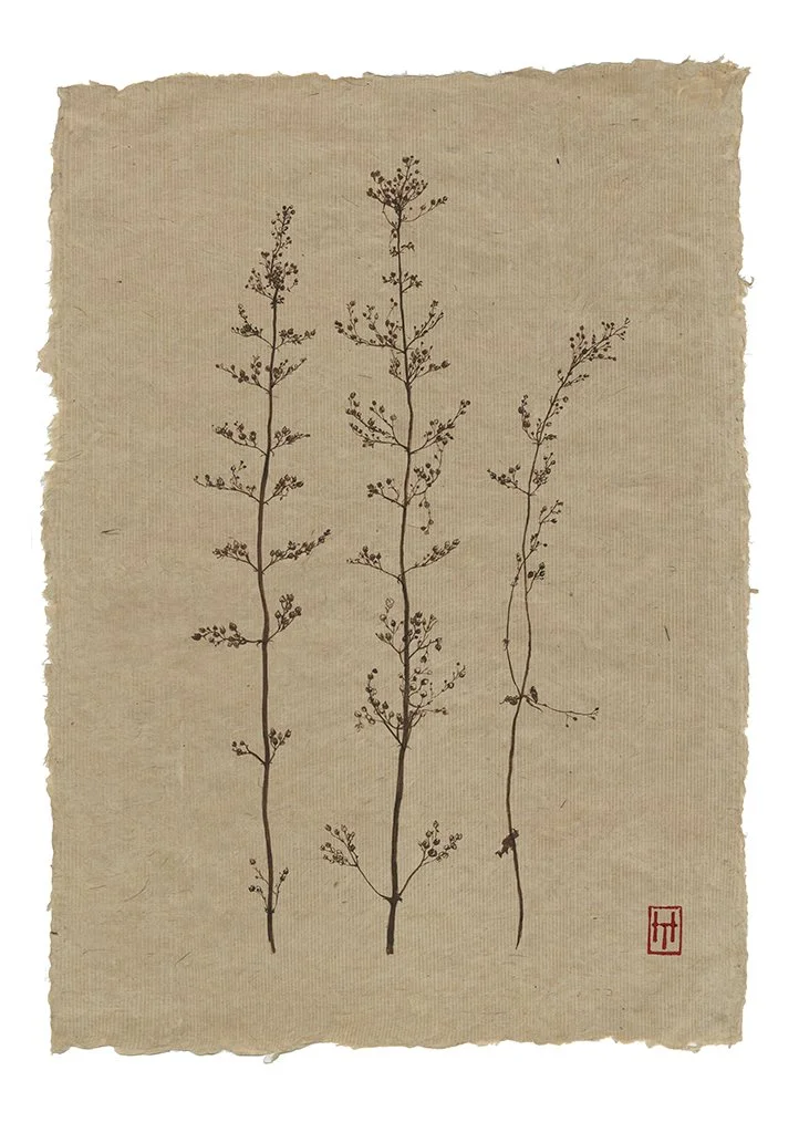 Knepp Mugwort - Artemisia vulgaris