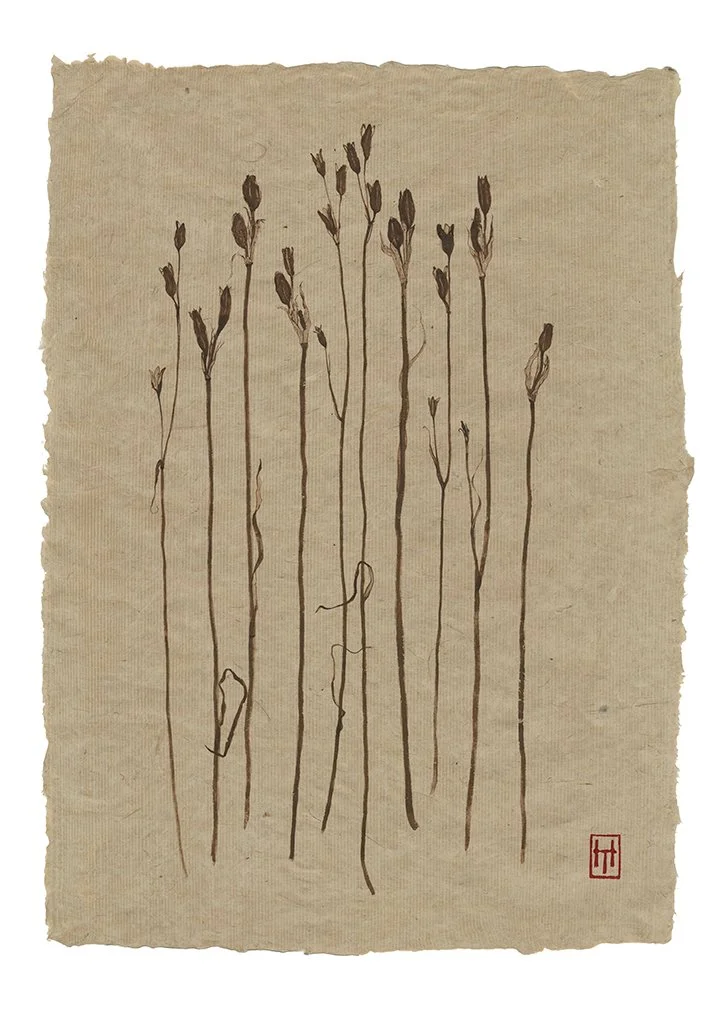 Iris Sibirica- A2 print_.jpg