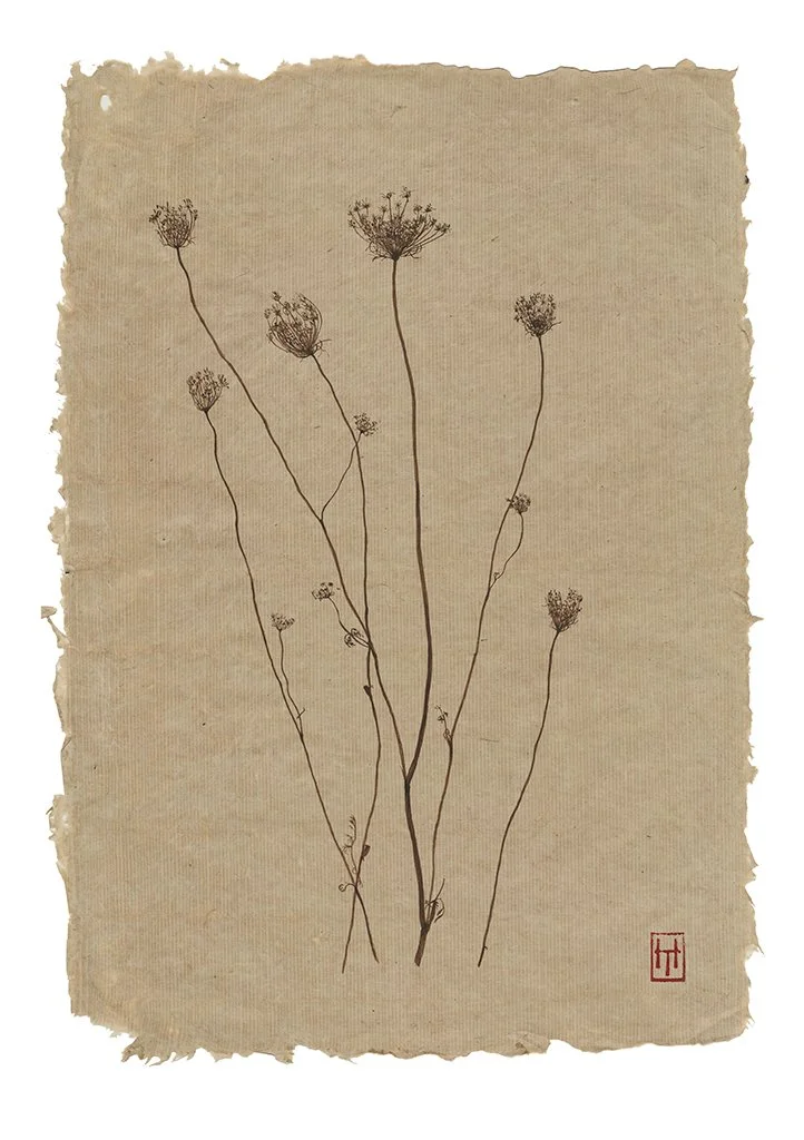 Wild carrot - Daucus carota