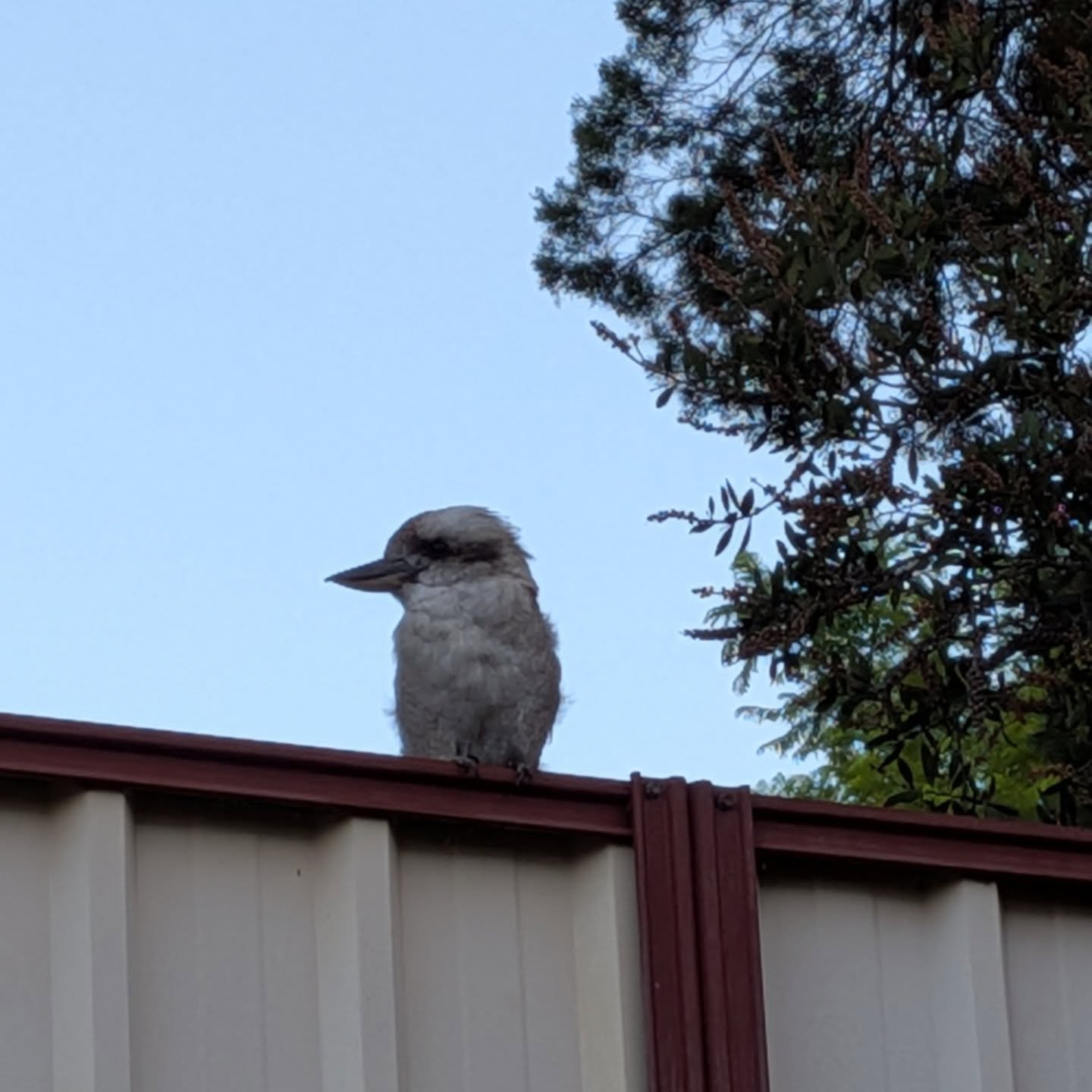 A new visitor dropped by this morning after my morning meditation. 

Usually it's the large black crow that announces itself as it lands its claws on the fence.

I sense the energy of the jester wishes to perk things up around here ...

🪶