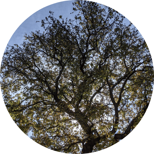 Perth Tantra Workshops - Shedding Skins - Root Chakra