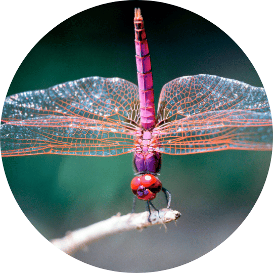 Perth Tantra Workshops - Alive - Sacral Workshop
