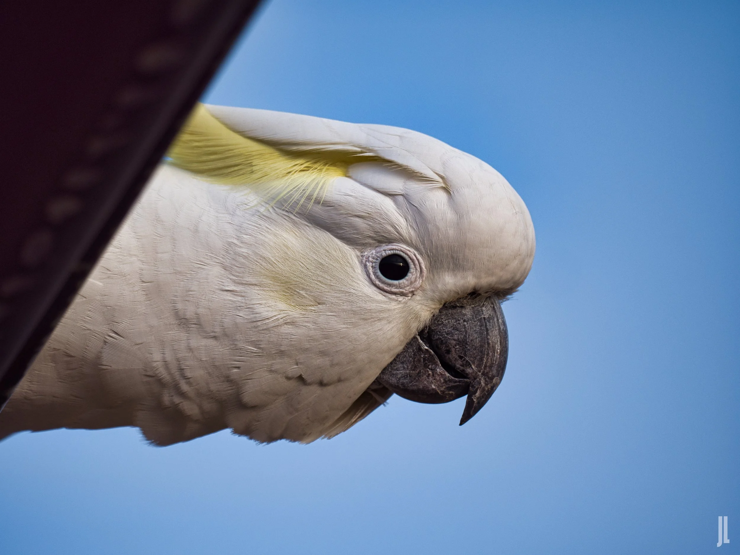 Wildlife