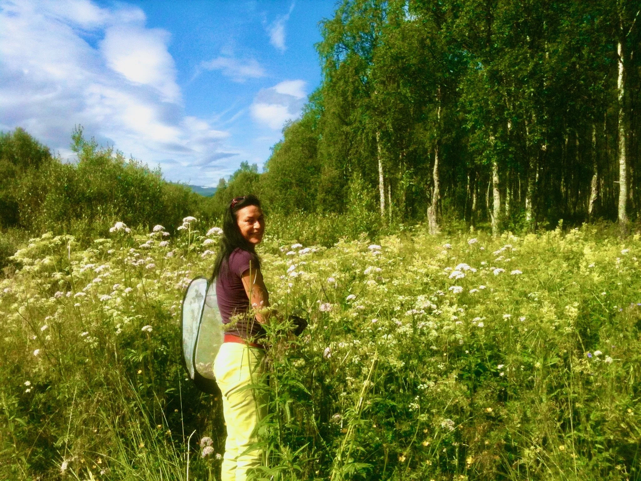 snofnugg-arctic-herb-hand-harvest