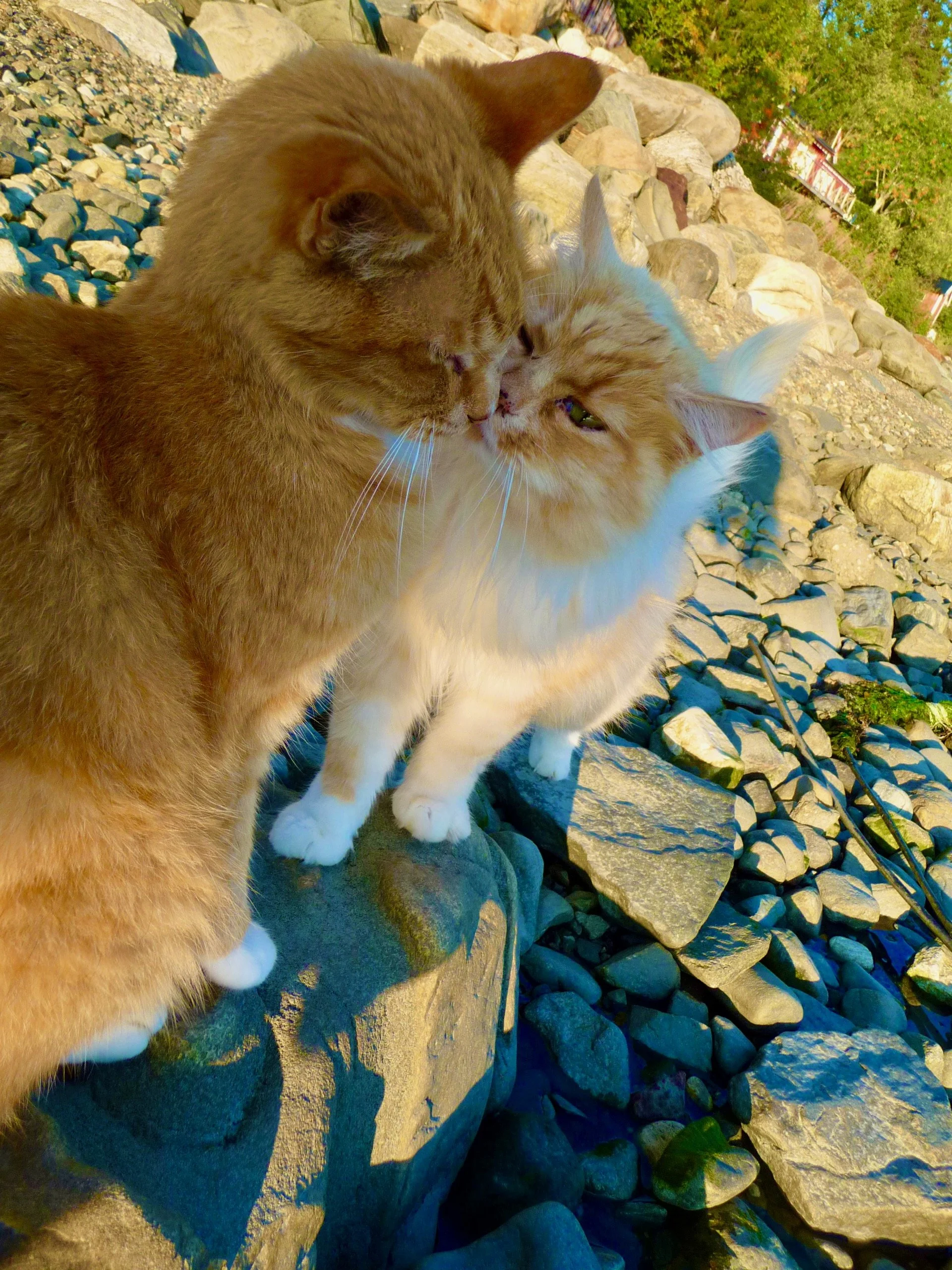 Formulert for både hund og katt