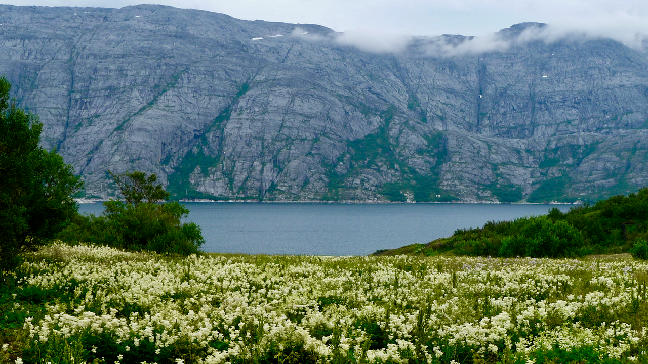 Wild-growing plants from arctic regions north of the Arctic Circle
