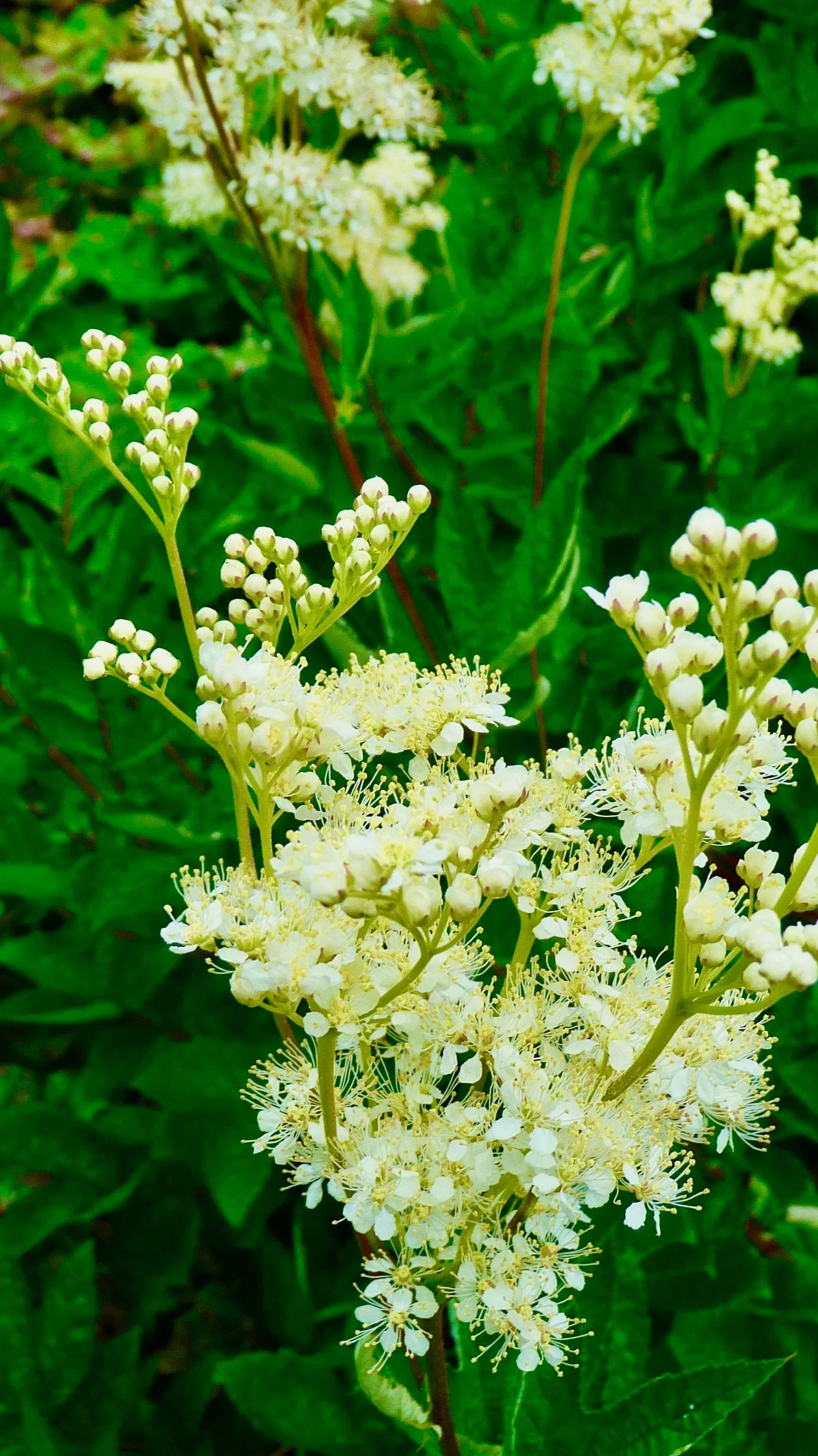 Meadowsweet (Filipendula ulmaria), selective hand-harvesting, in limited quantities