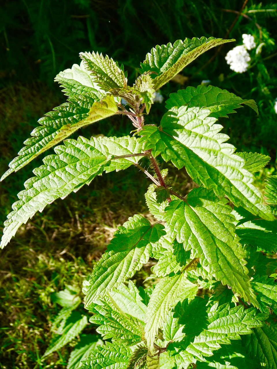 Nettle growing wild in arctic regions during short summer season