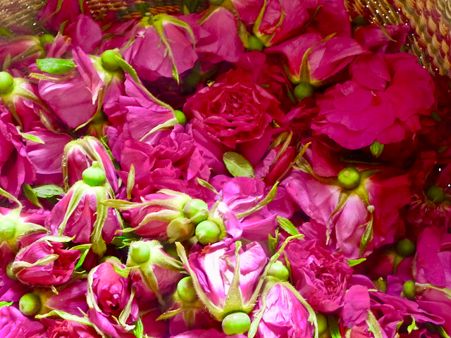  Rose petals harvested from plants grown in northern climate conditions