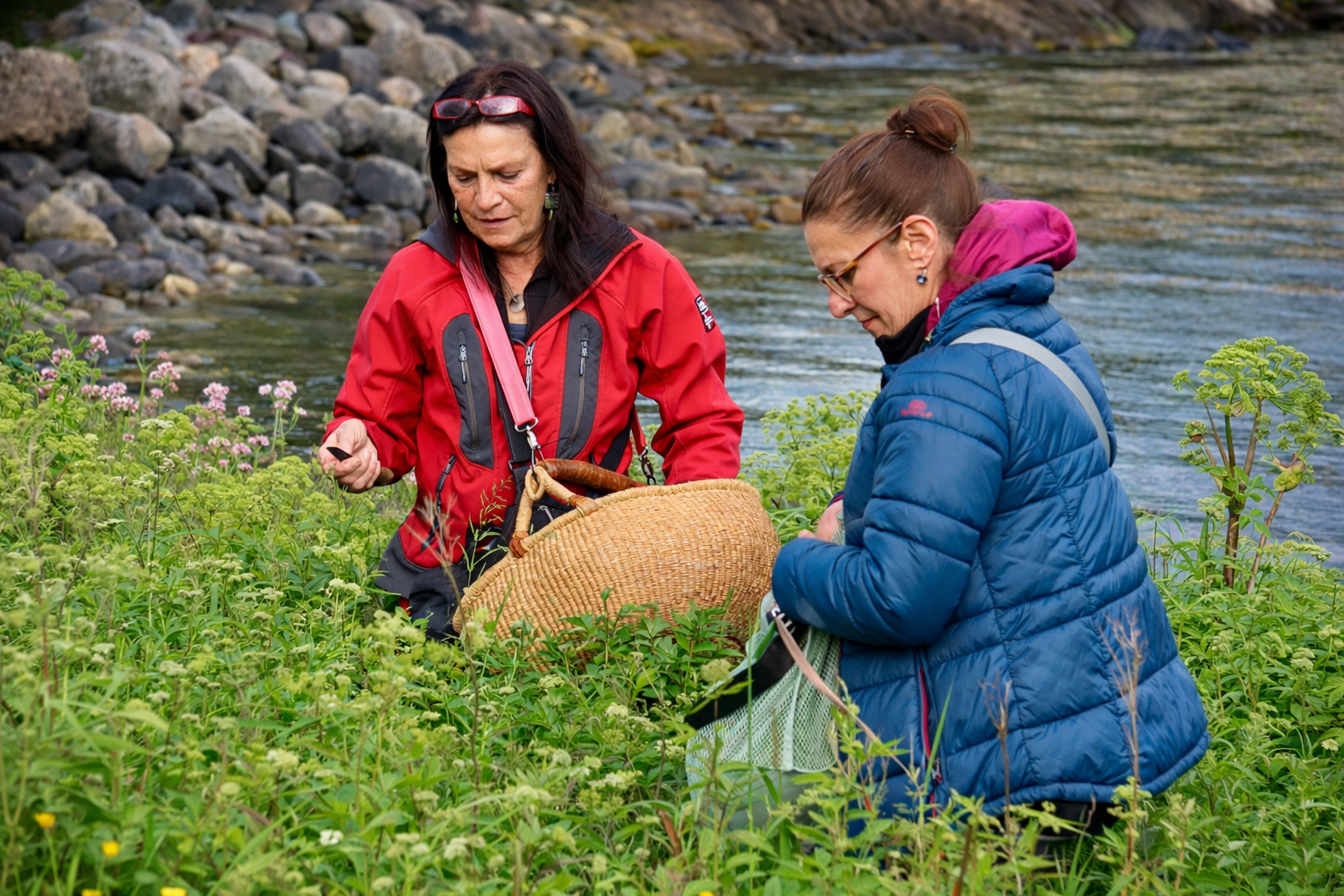 from harvest to snøfnugg arctic herb