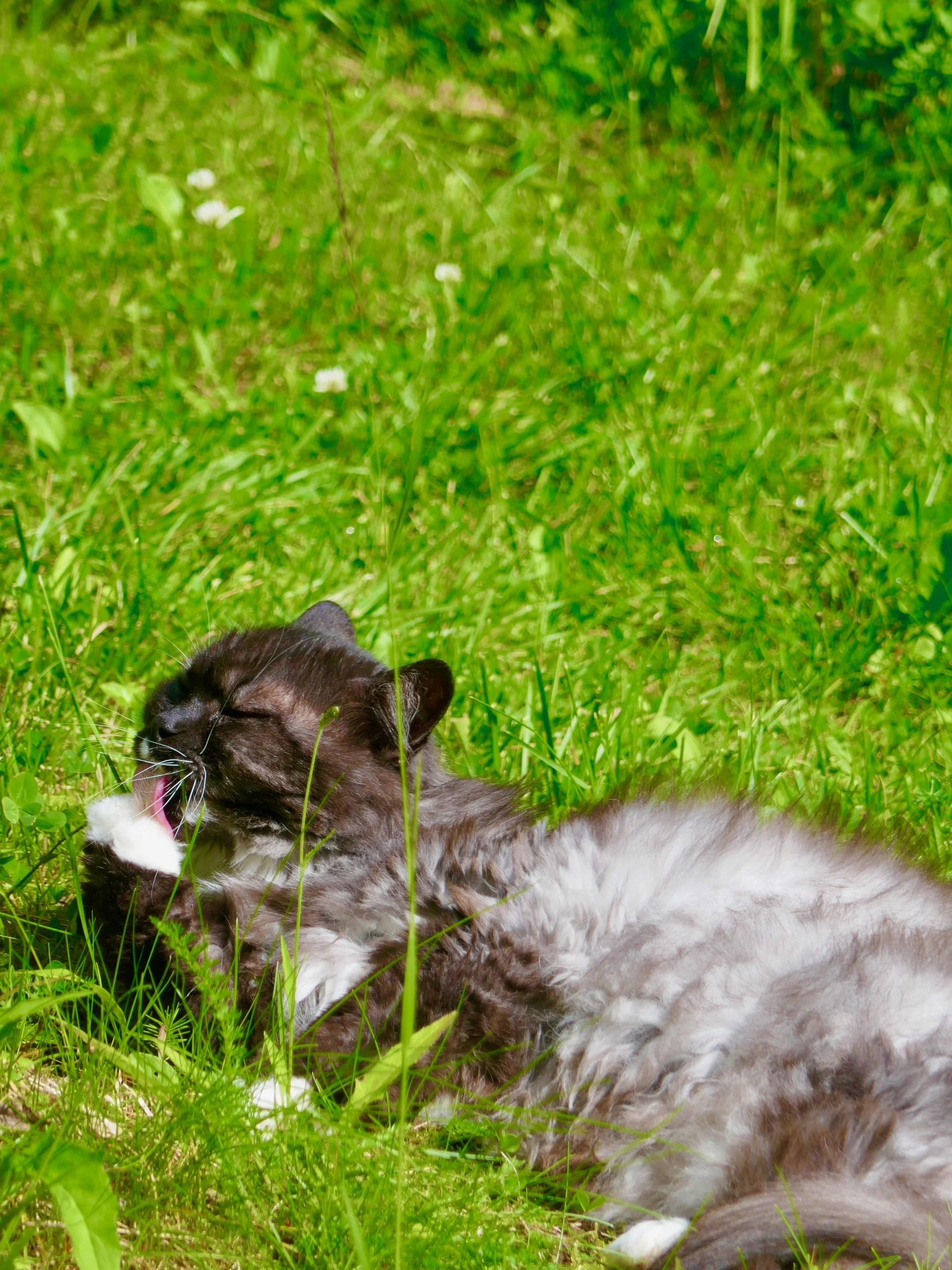 Naturlig arktisk urtekraft for fire poter