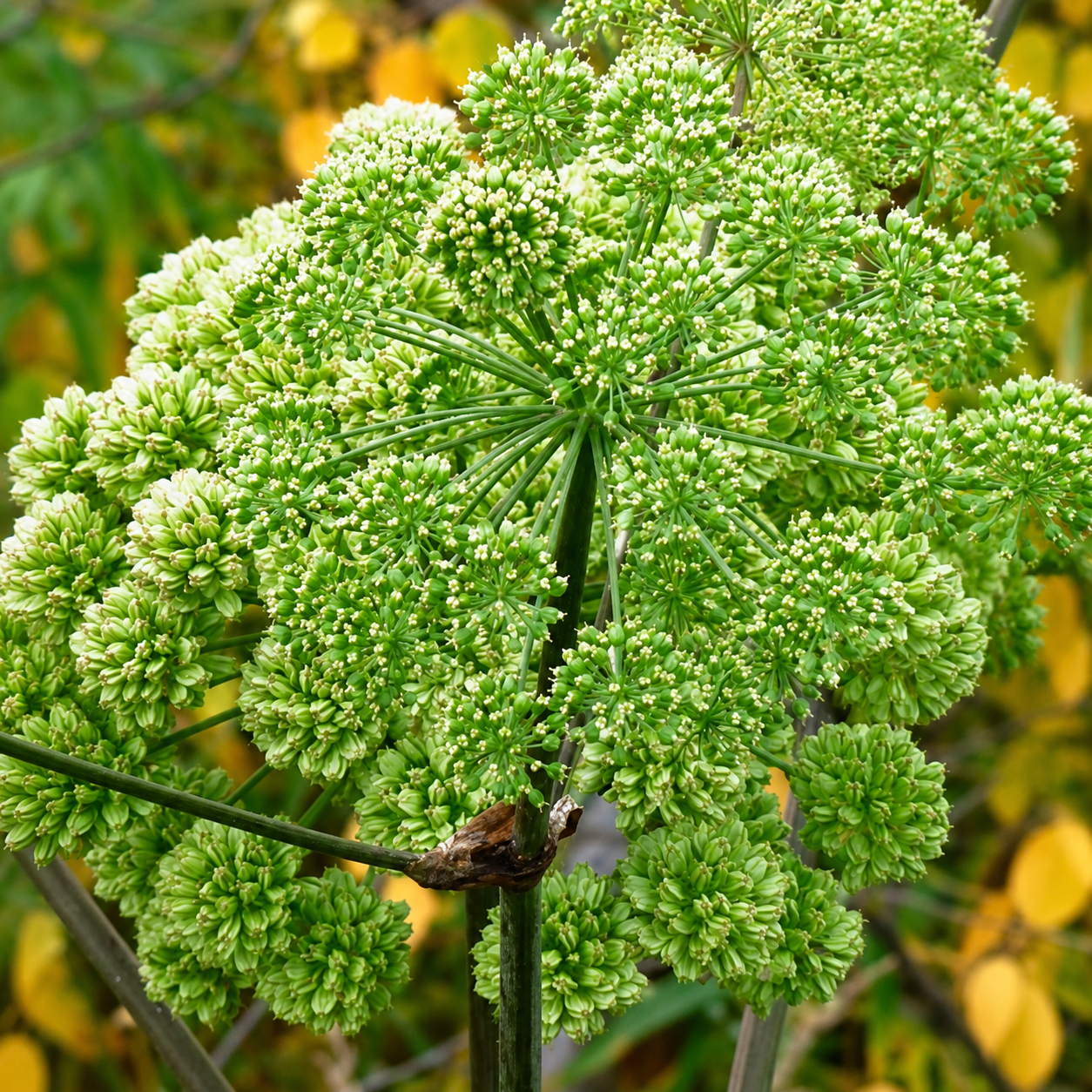 Angelica - Arctic Herb  Snøfnugg