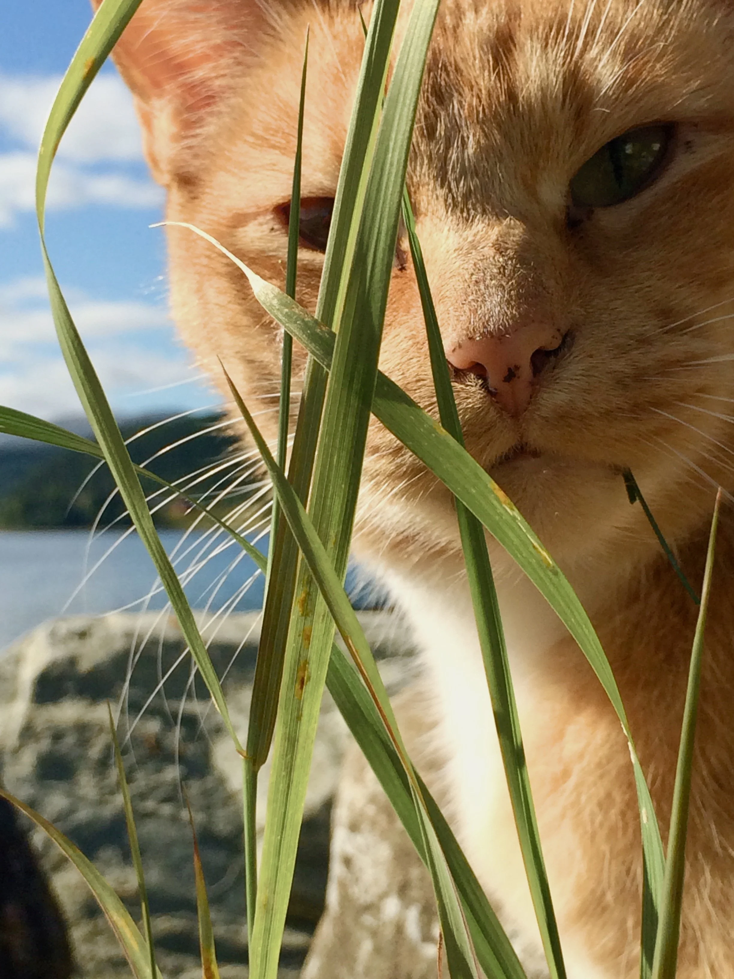 Omsorg i hver dose – naturlig styrke for dine firbente..