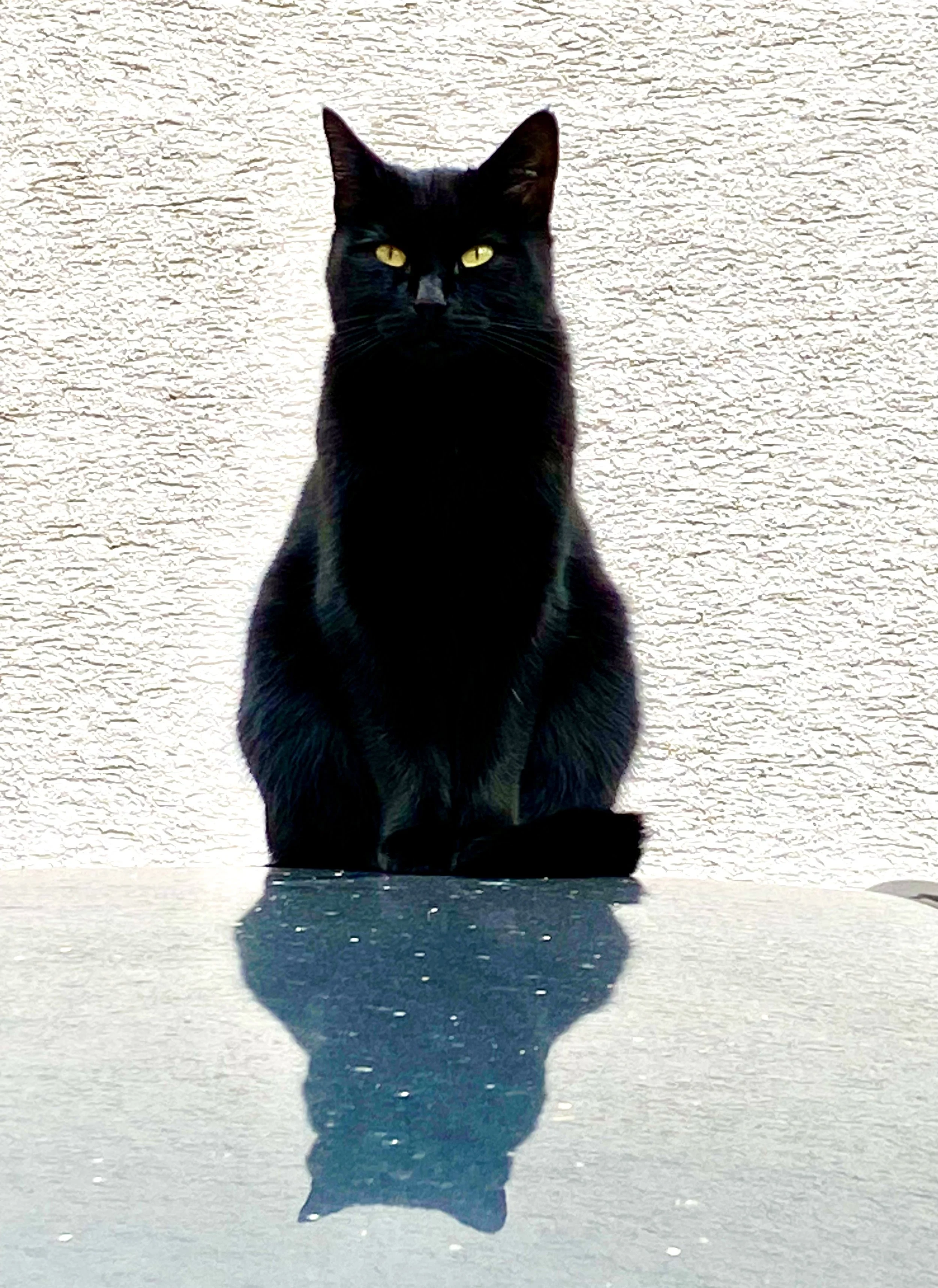 Hud og pels – Fremmer sunn hud og en glansfull pels; perfekt ved røyting eller sensitiv hud