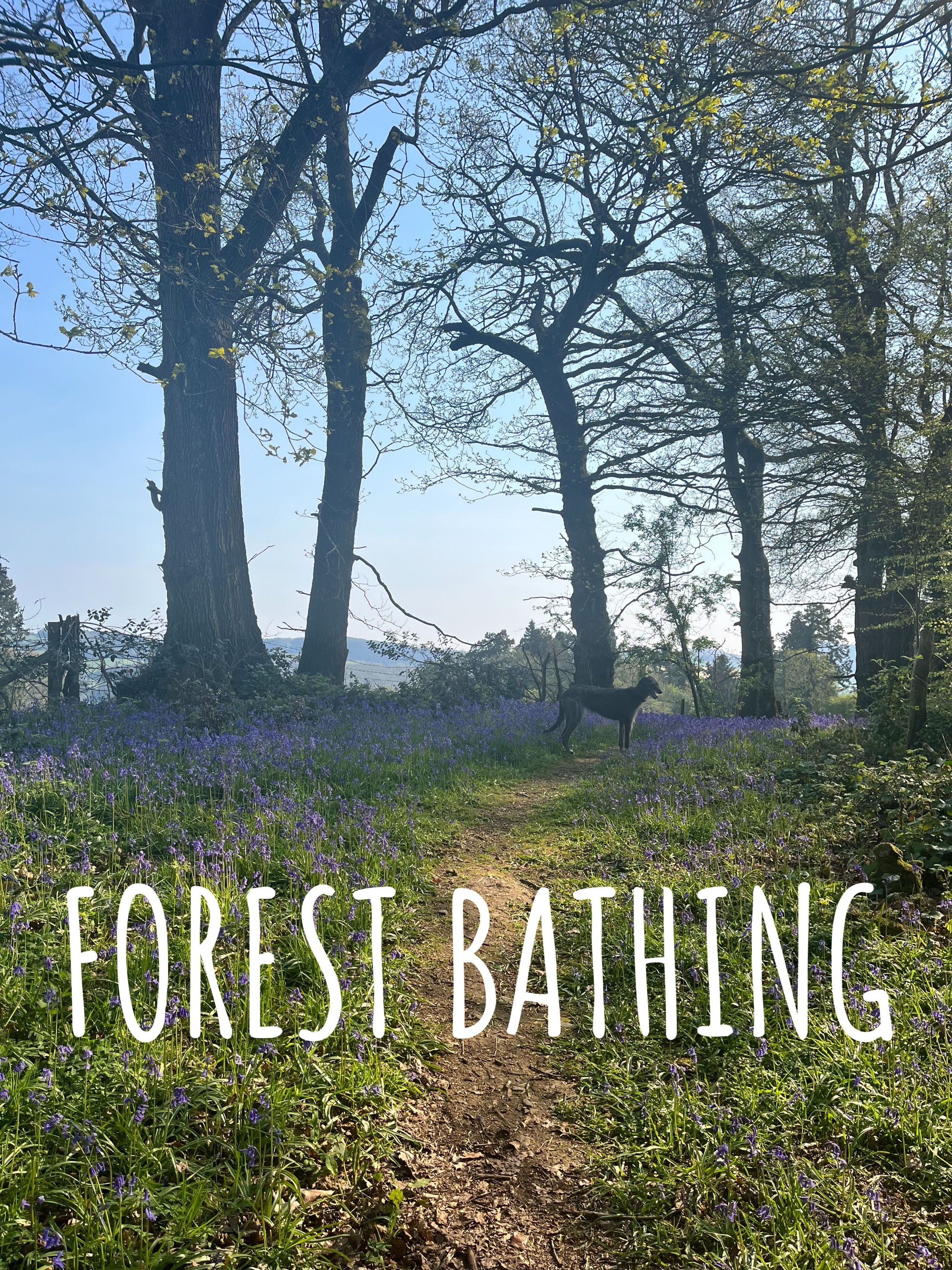 Forest Bathing Retreat
