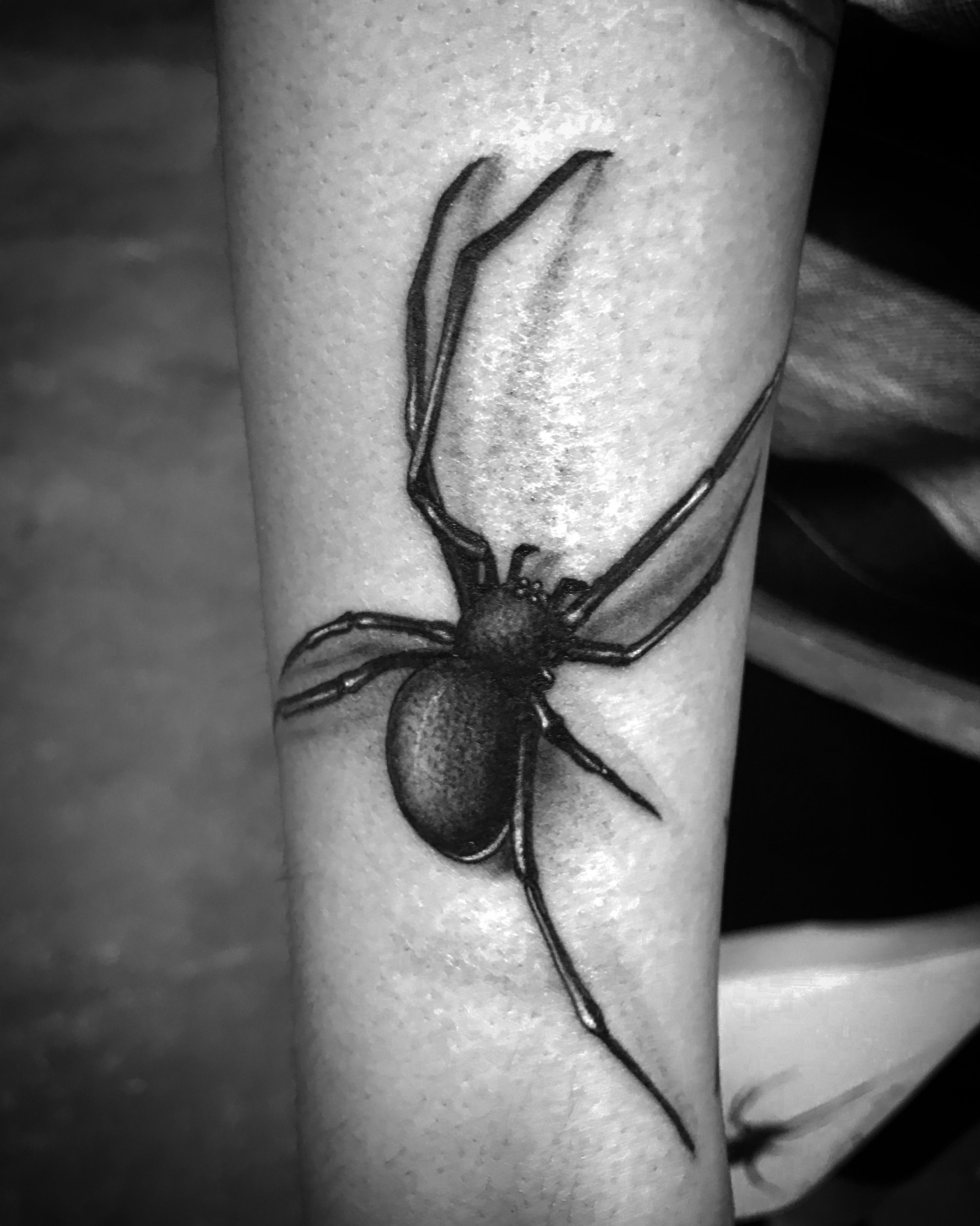 Spider