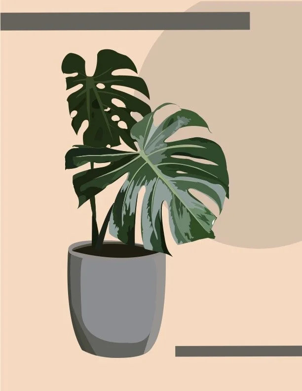 Monstera Plant.jpg