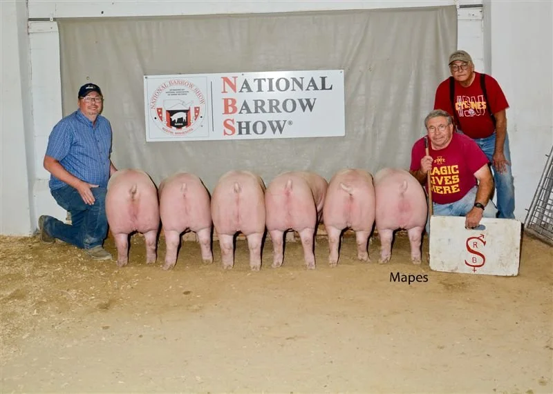 Chester White Boar  - Randy Schmidt of Schmidt Swine raised purebred Chester White, Duroc, and Yorkshire hogs in Iowa. His pigs are known for meat quality, maternal ability, and superior genetics