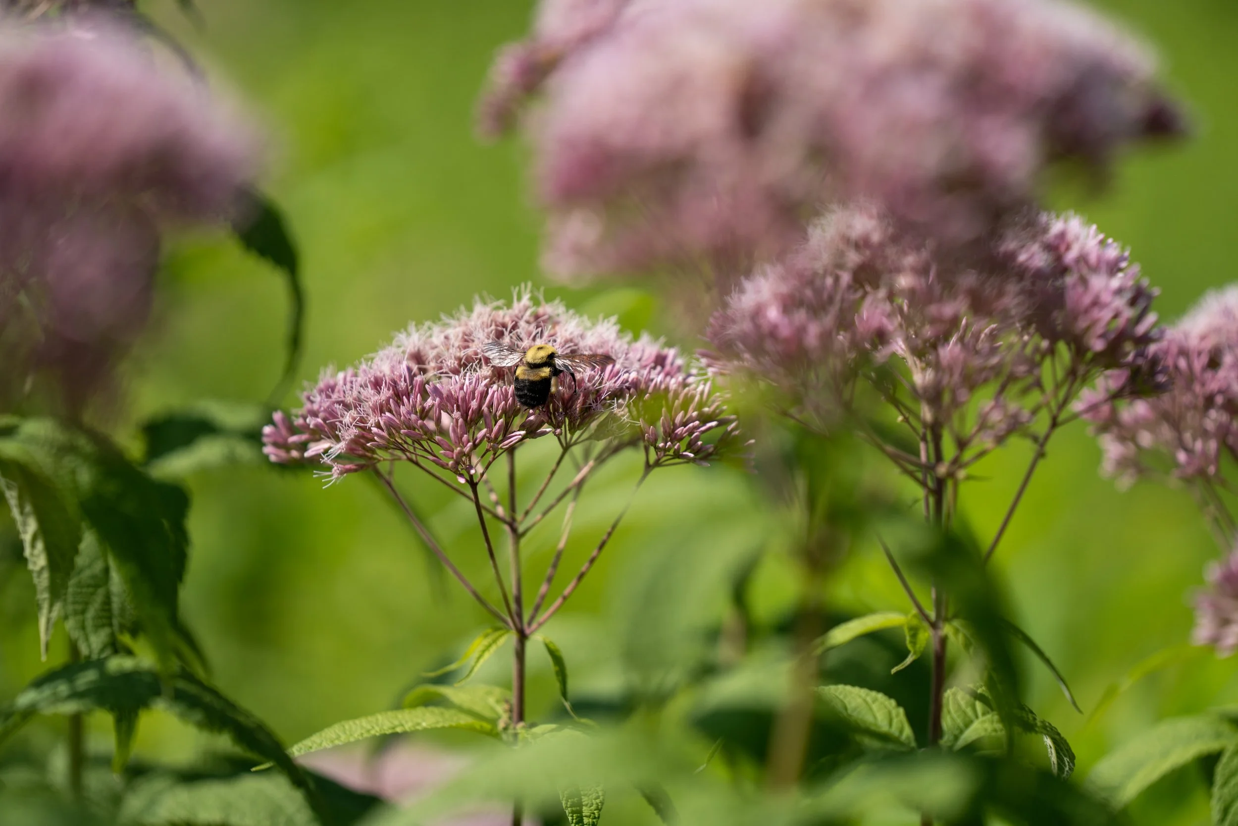 220727_Nature shots-09.jpg