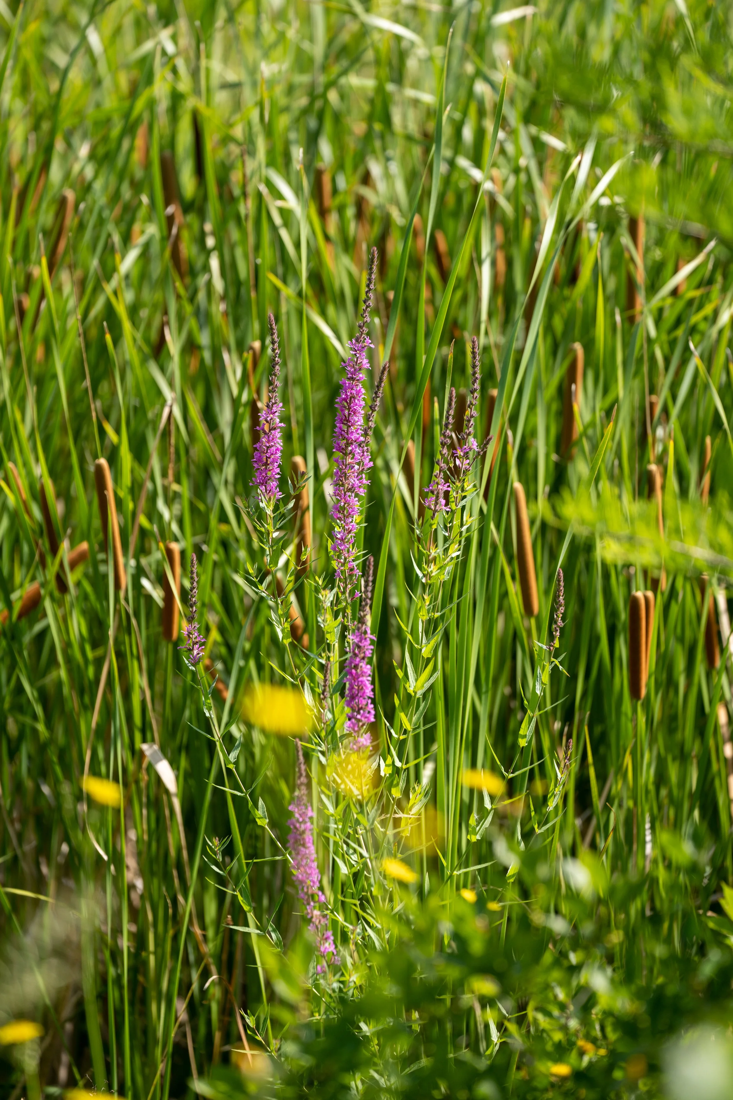 220727_Nature shots-15.jpg