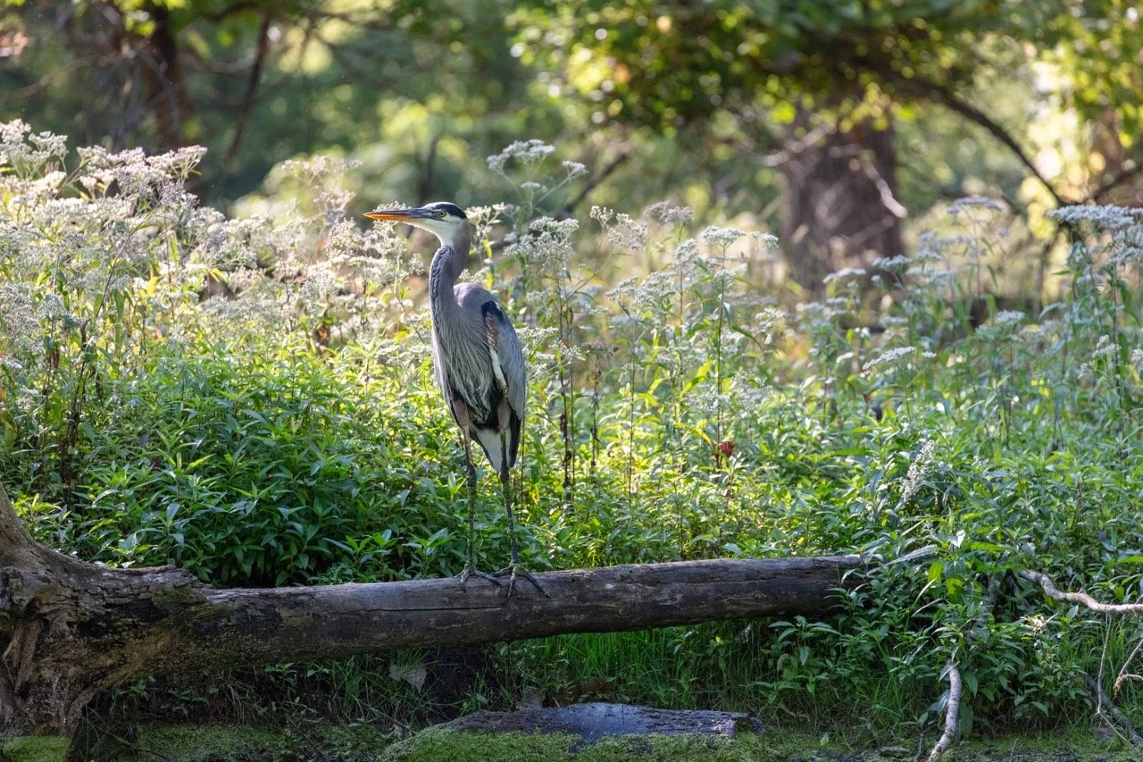 230923_Birds at the Lagoon-09 Large.jpeg