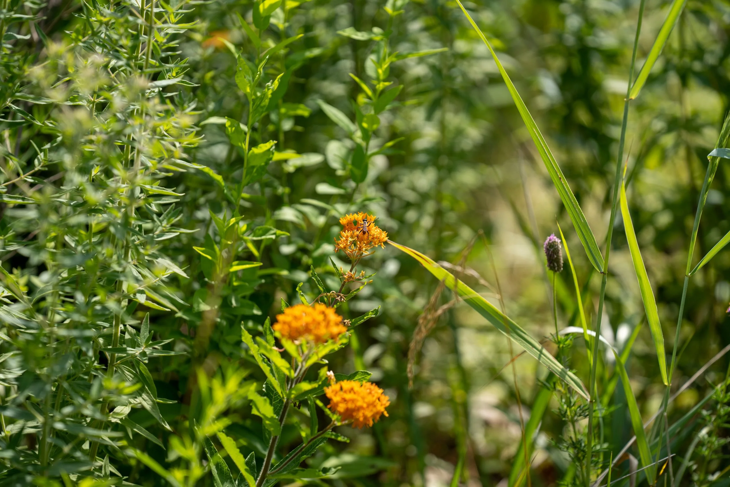 220727_Nature shots-21.jpg