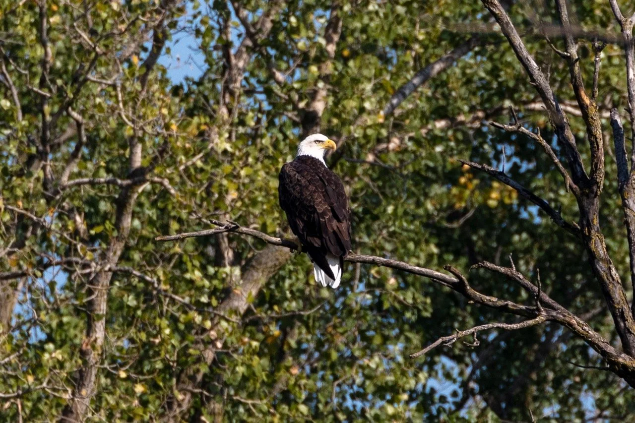 230923_Birds at the Lagoon-03 Large.jpeg