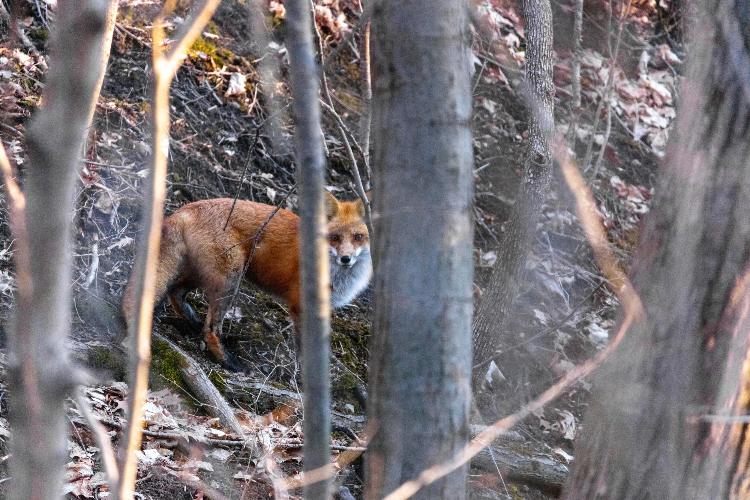 220328_Fix and Robin LR-01.jpg