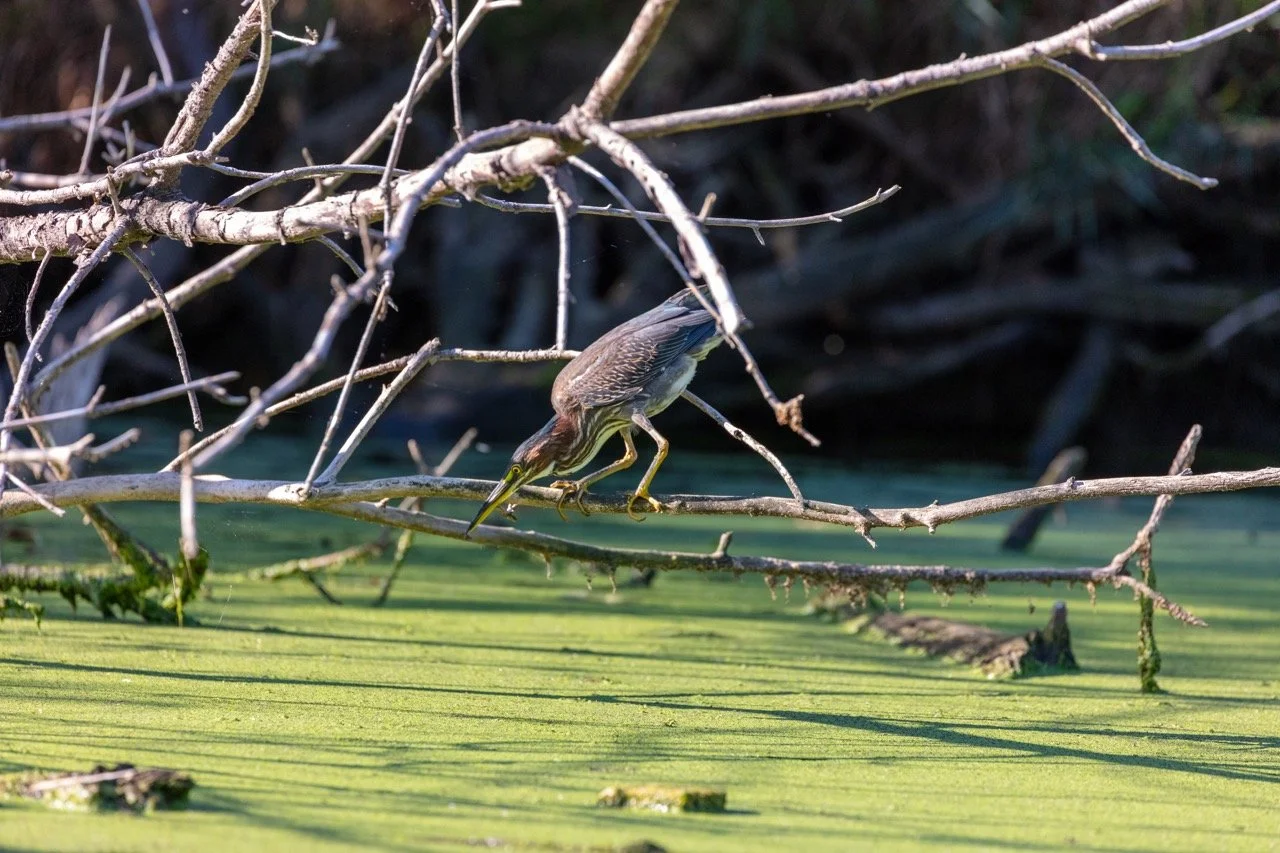 230923_Birds at the Lagoon-64 Large.jpeg