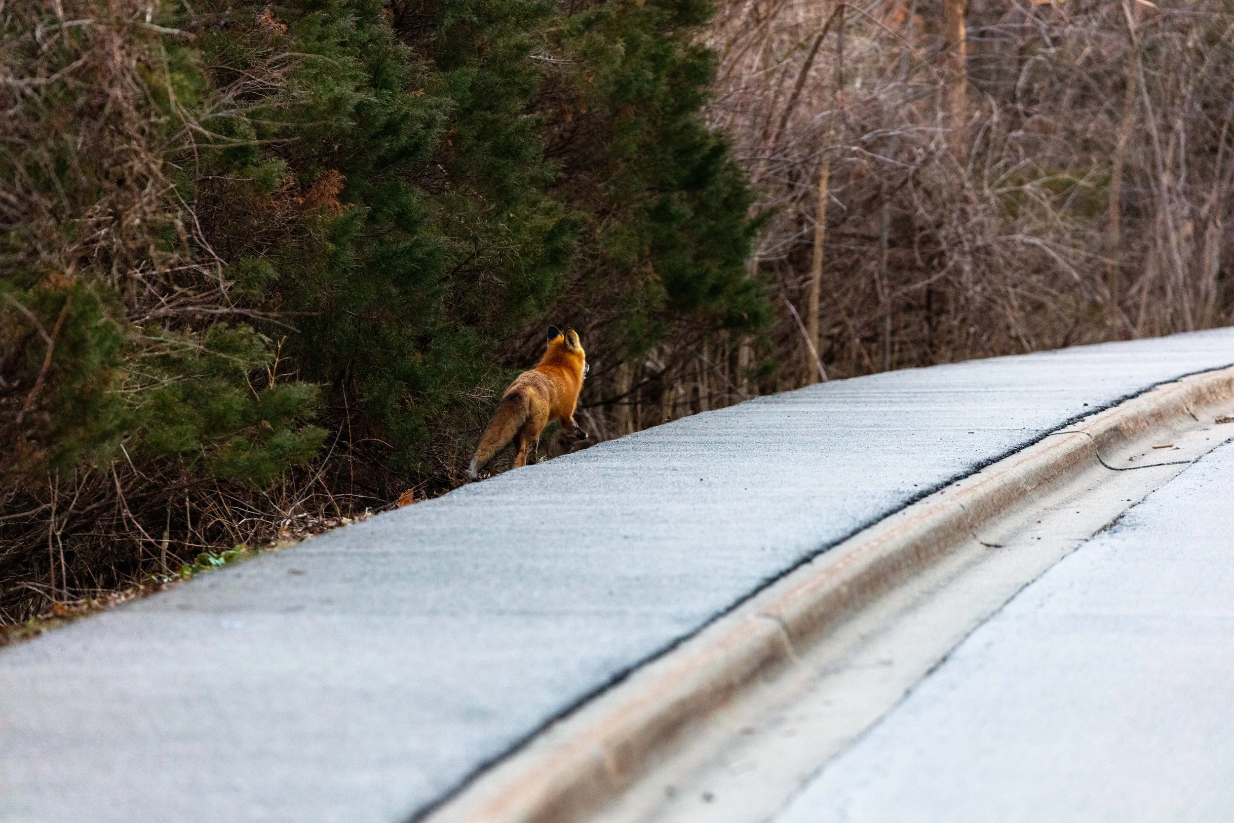 220328_Fix and Robin LR-05.jpg