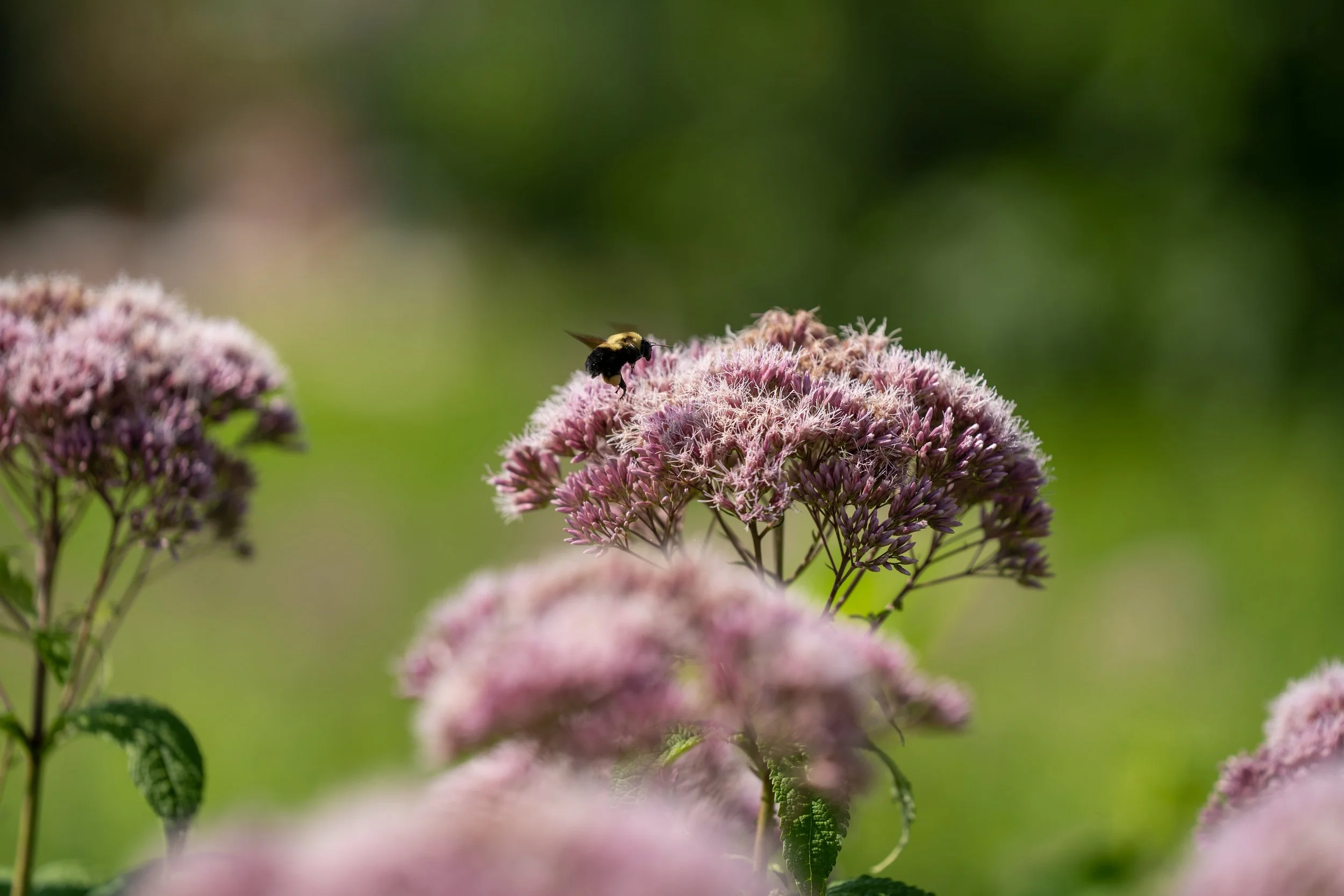 220727_Nature shots-11.jpg