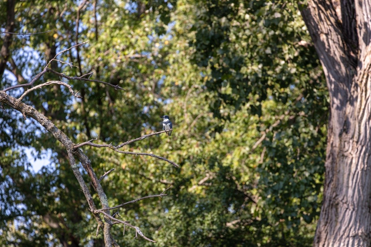 230923_Birds at the Lagoon-05 Large.jpeg