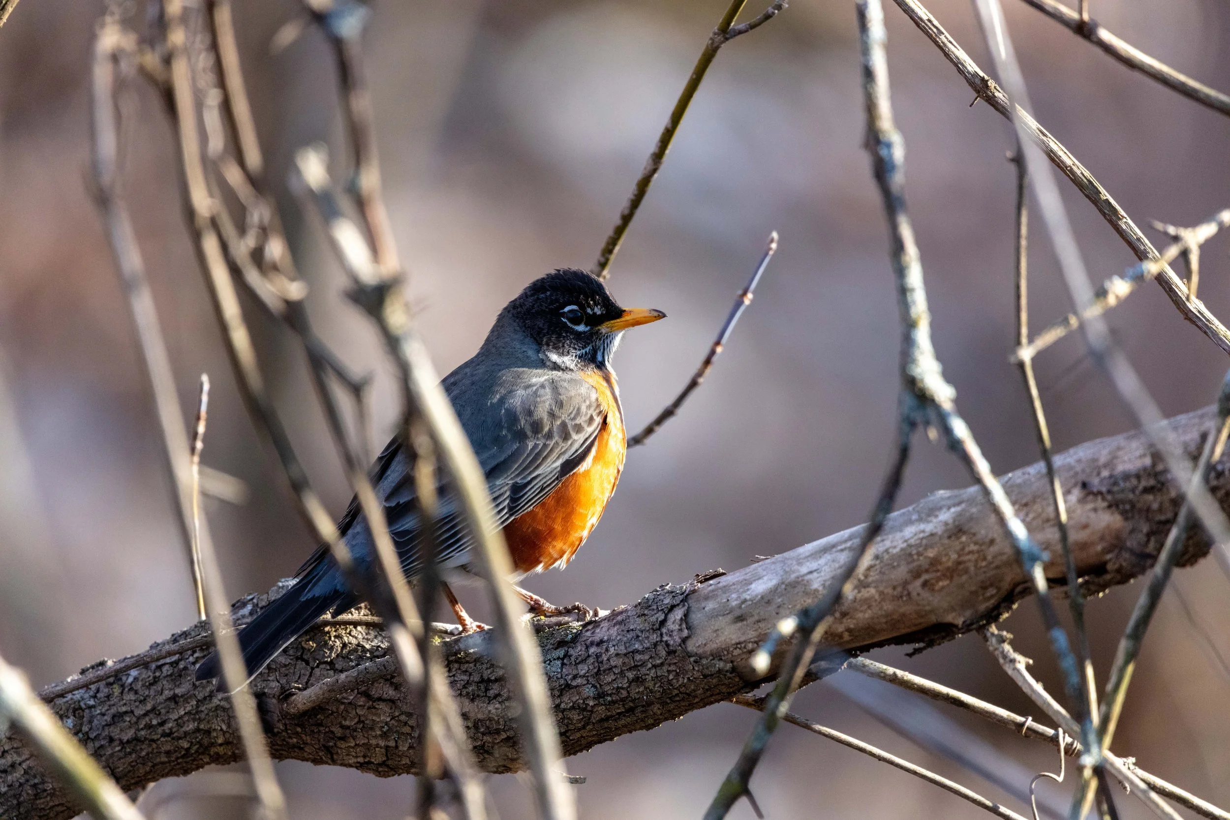 220328_Fix and Robin LR-06.jpg