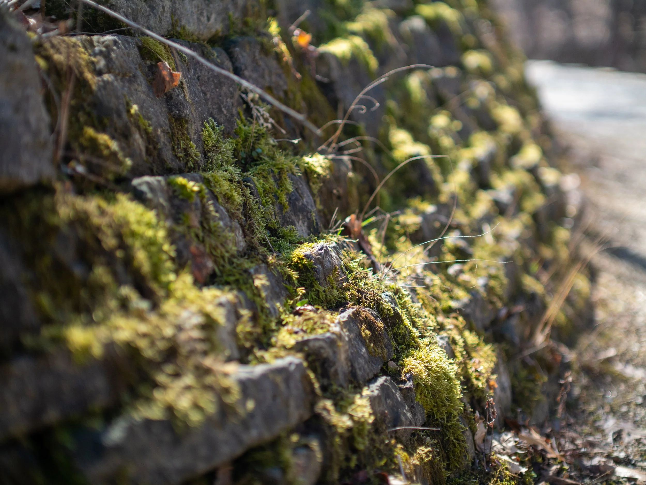 Walk to the beach-09.jpg