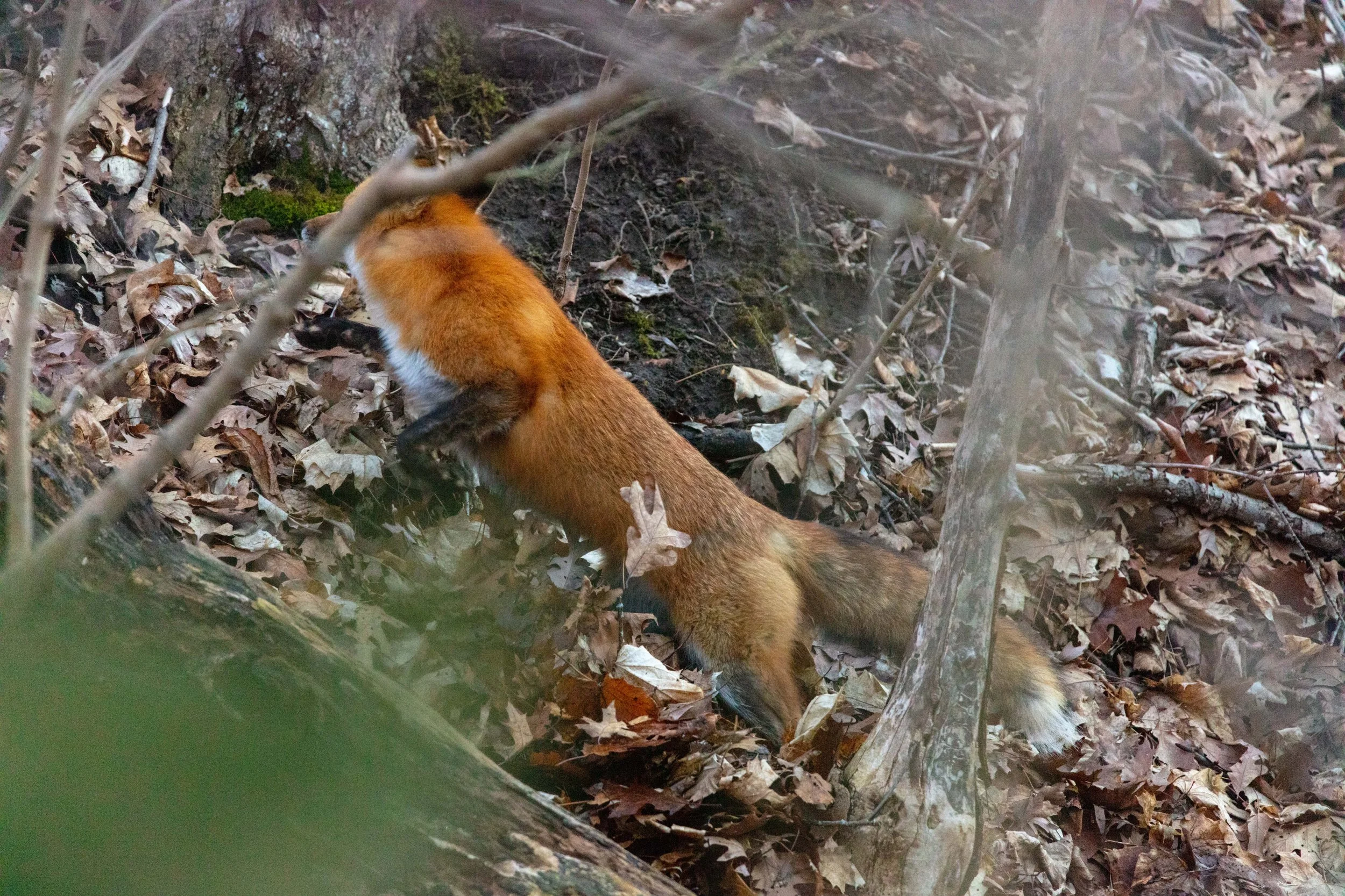 220328_Fix and Robin LR-02.jpg