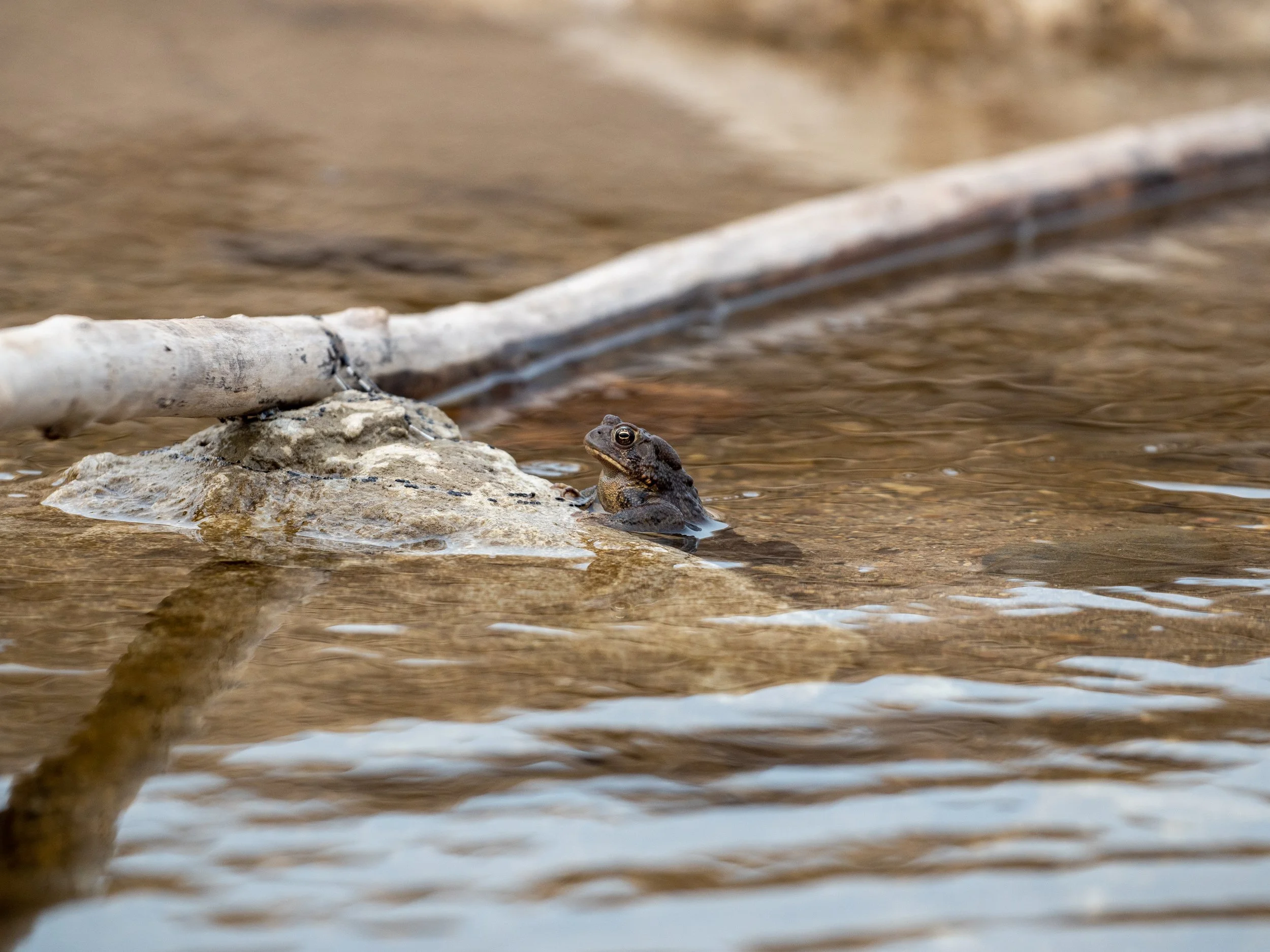 220511_Frogs-19.jpg