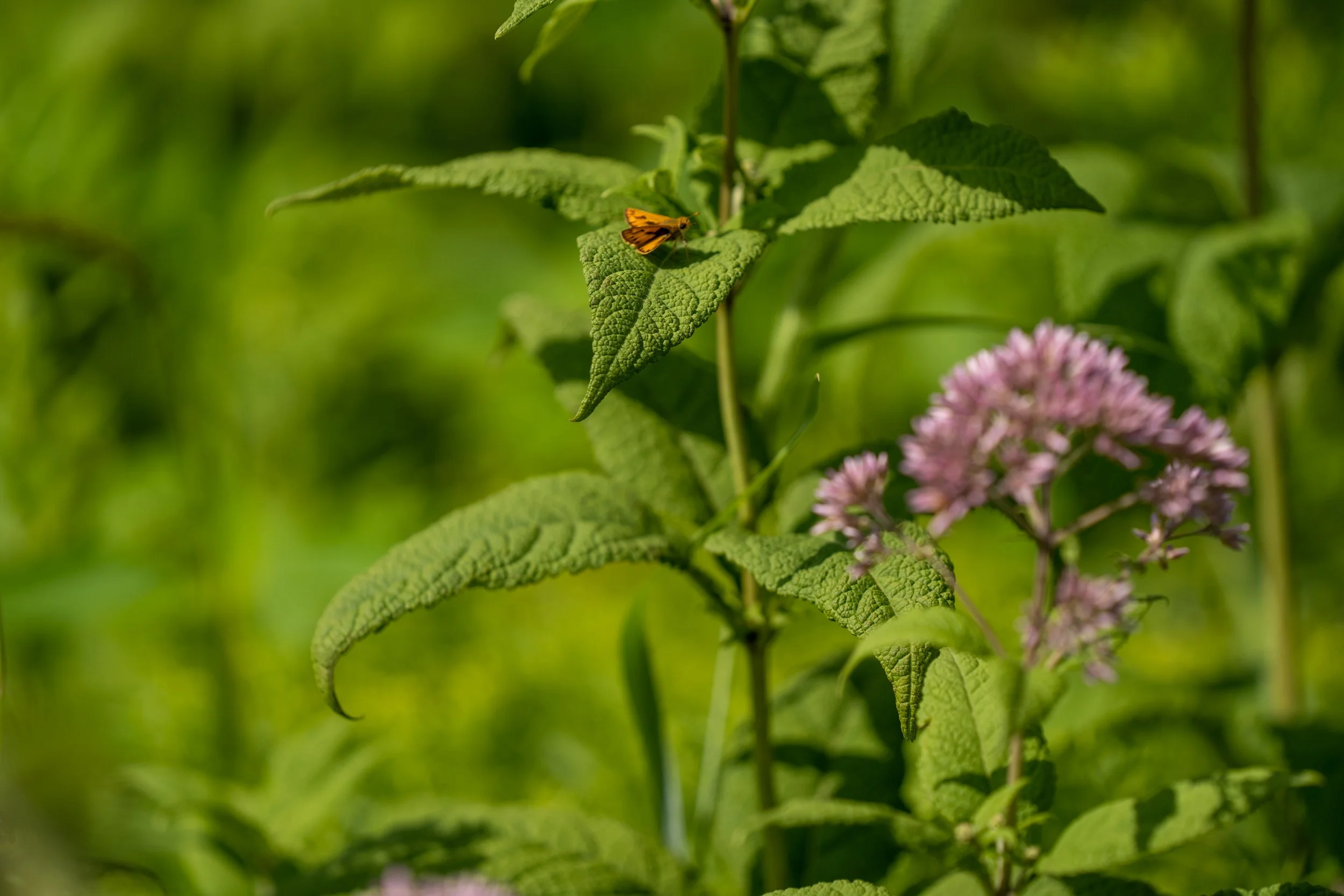 220727_Nature shots-04.jpg